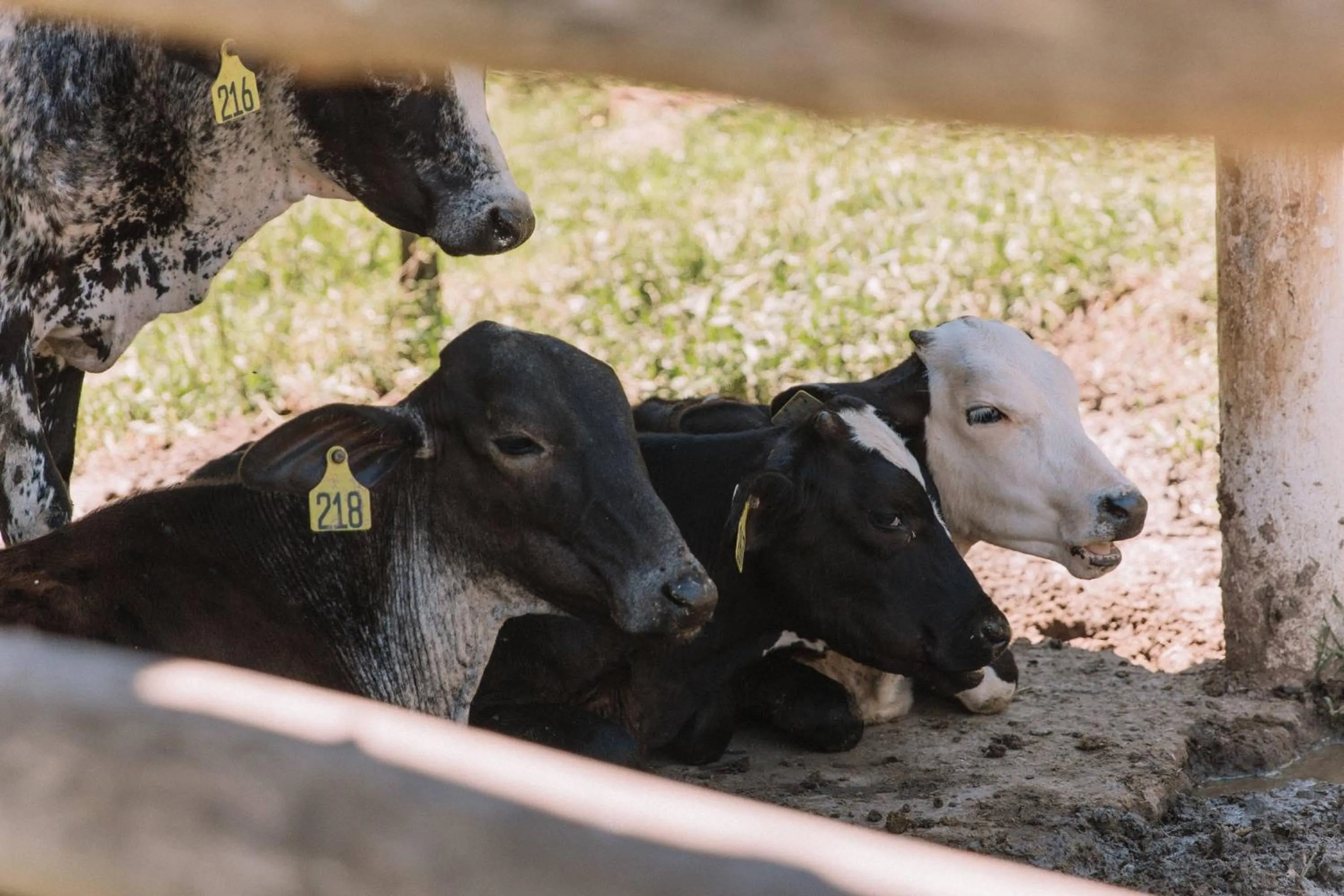 Animals in Resort Fazenda 3 Pinheiros