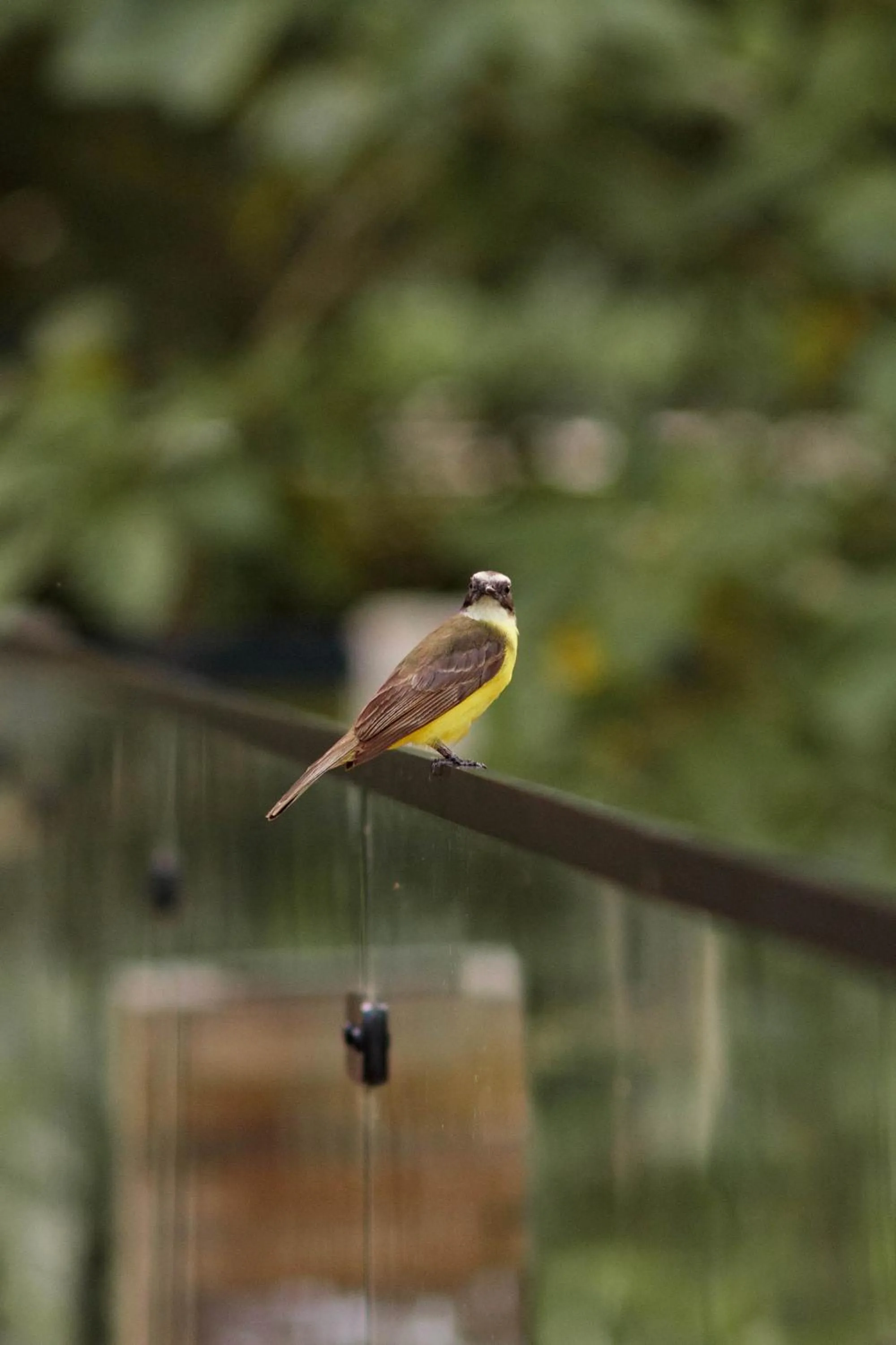 Resort Fazenda 3 Pinheiros