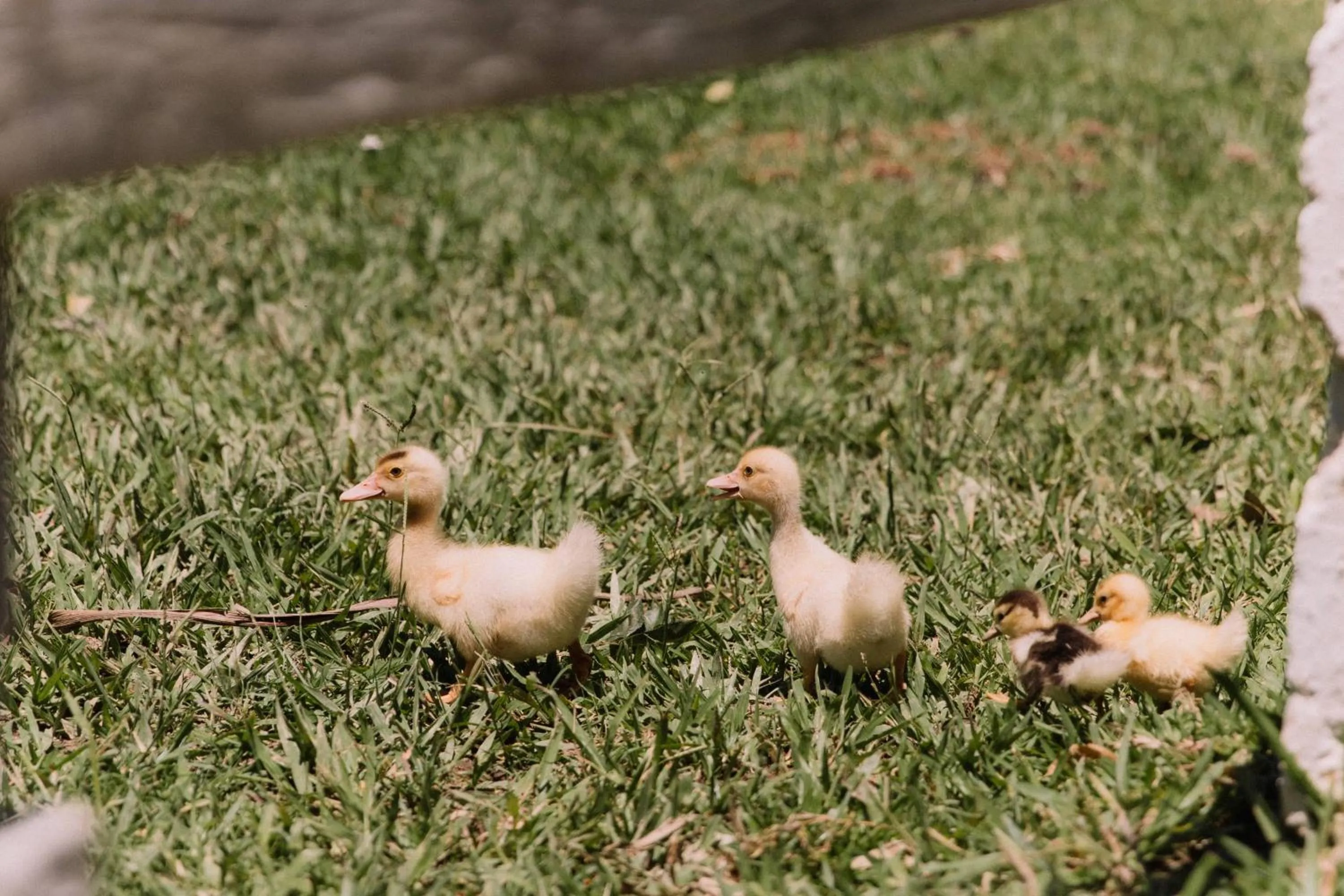 Day in Resort Fazenda 3 Pinheiros