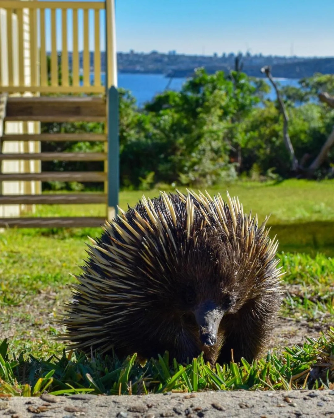 Animals in Q Station