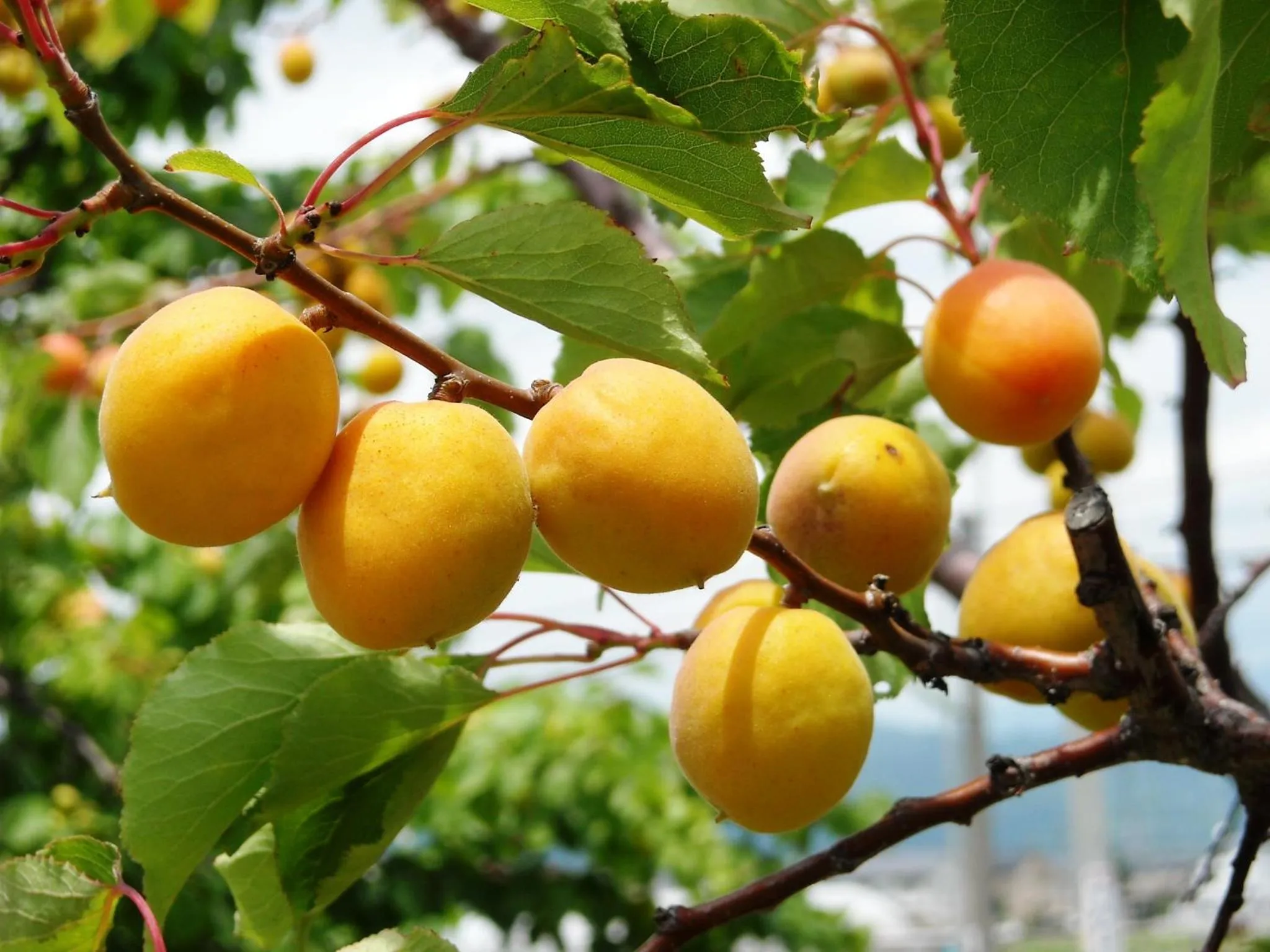 Off site in Hotel Uzuraya