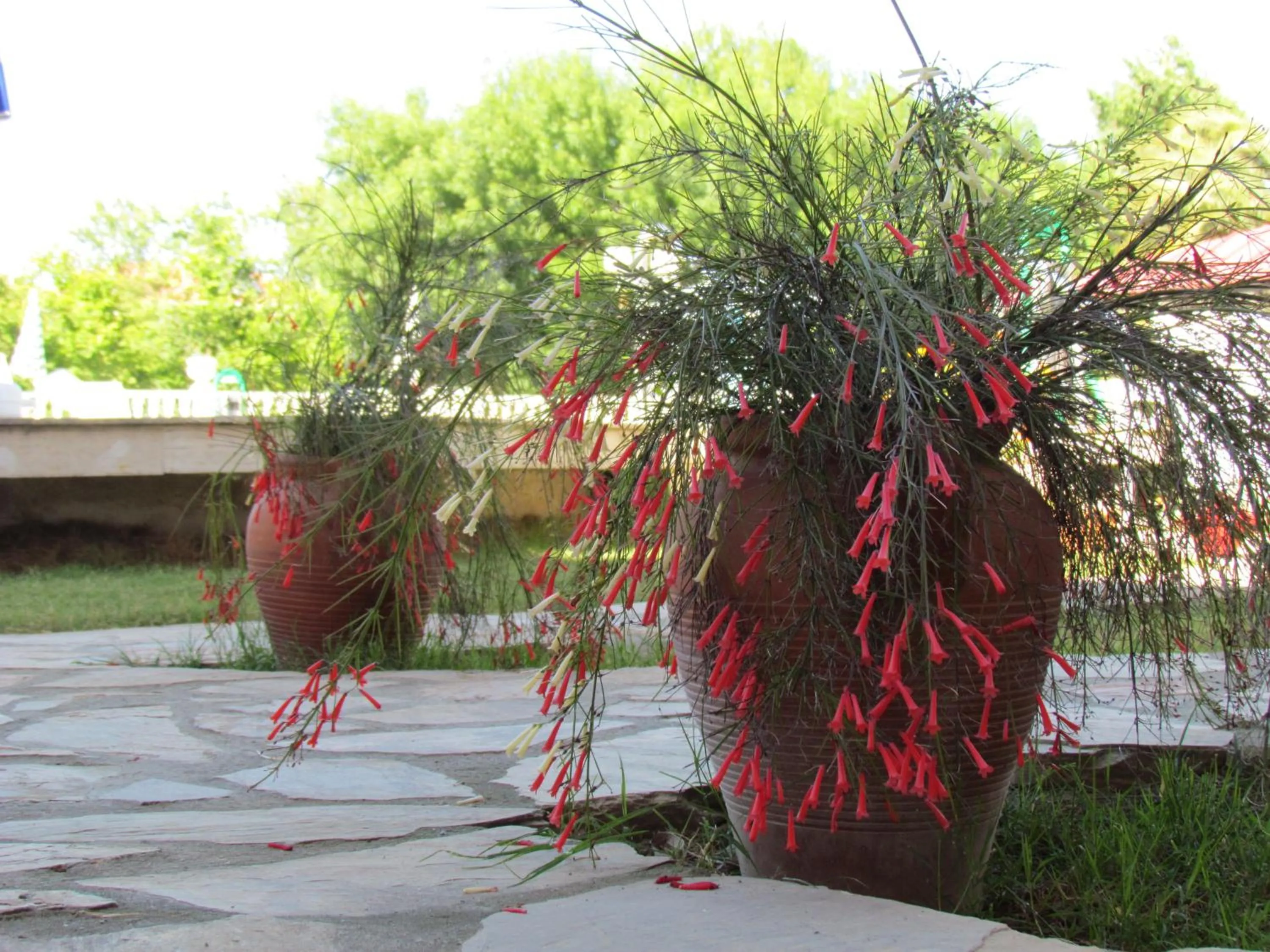 Garden view in Dalyan Palmiye Resort Hotel