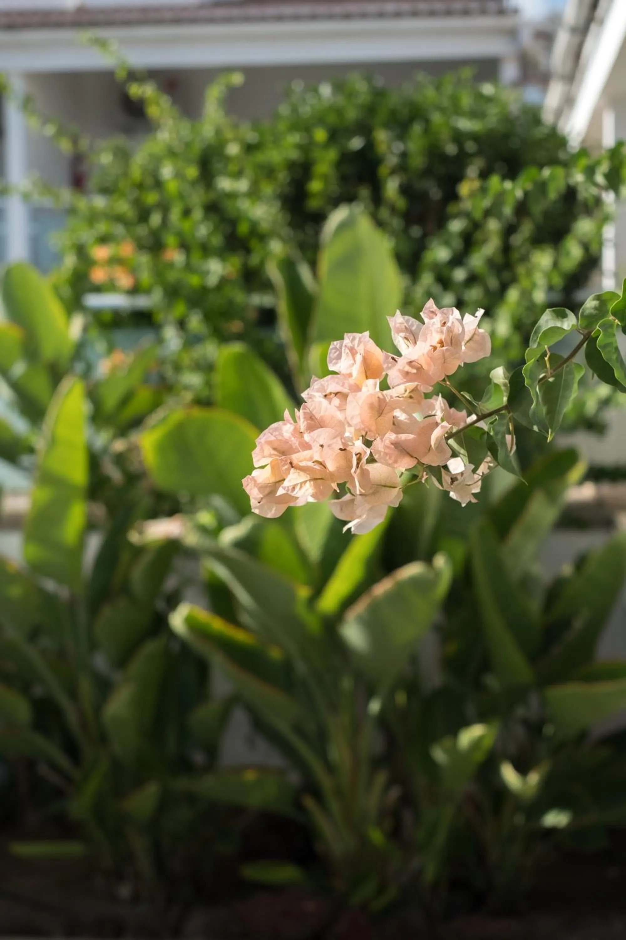 Garden in Makāi Bungalows