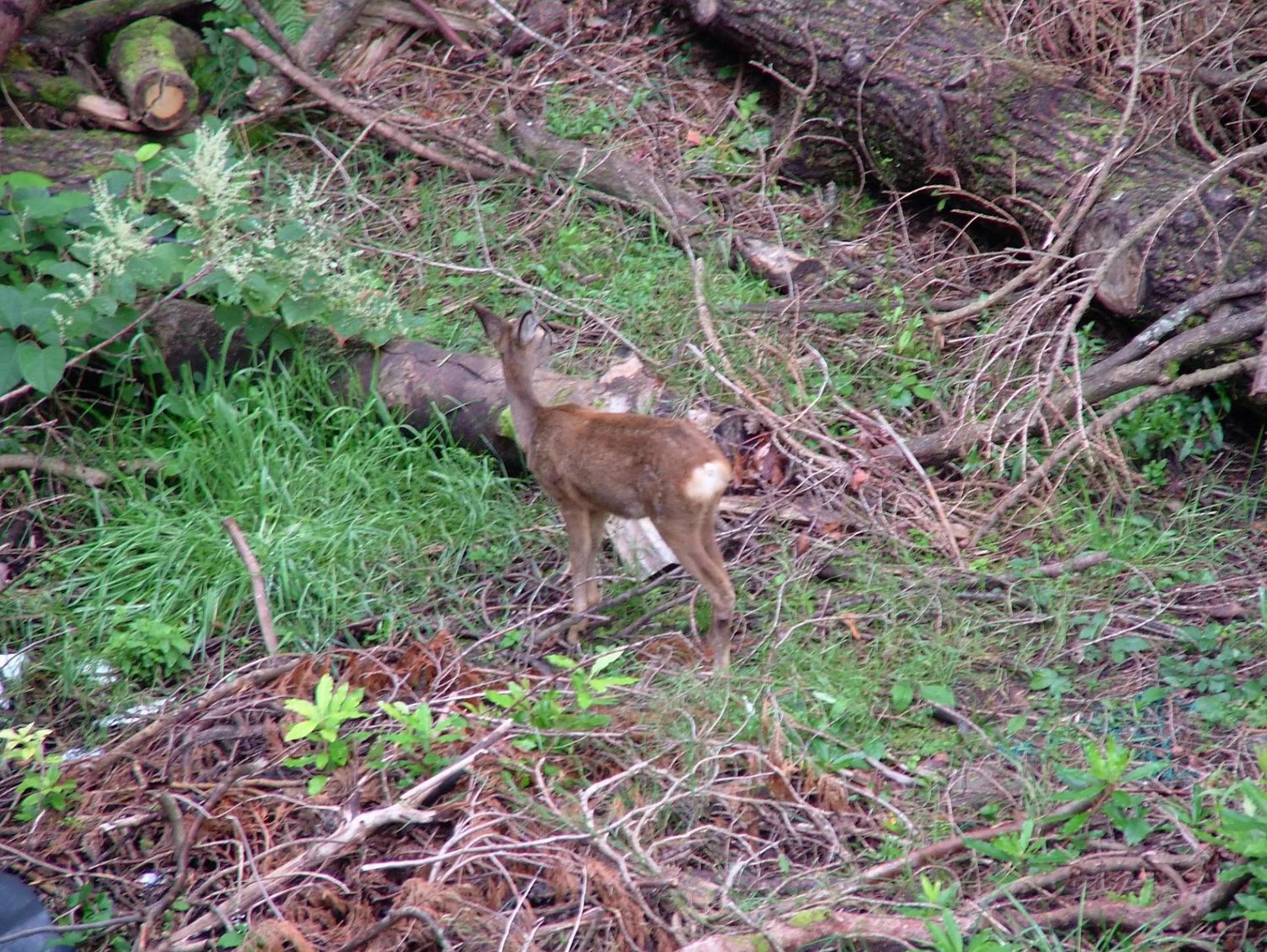 Animals in Glencree