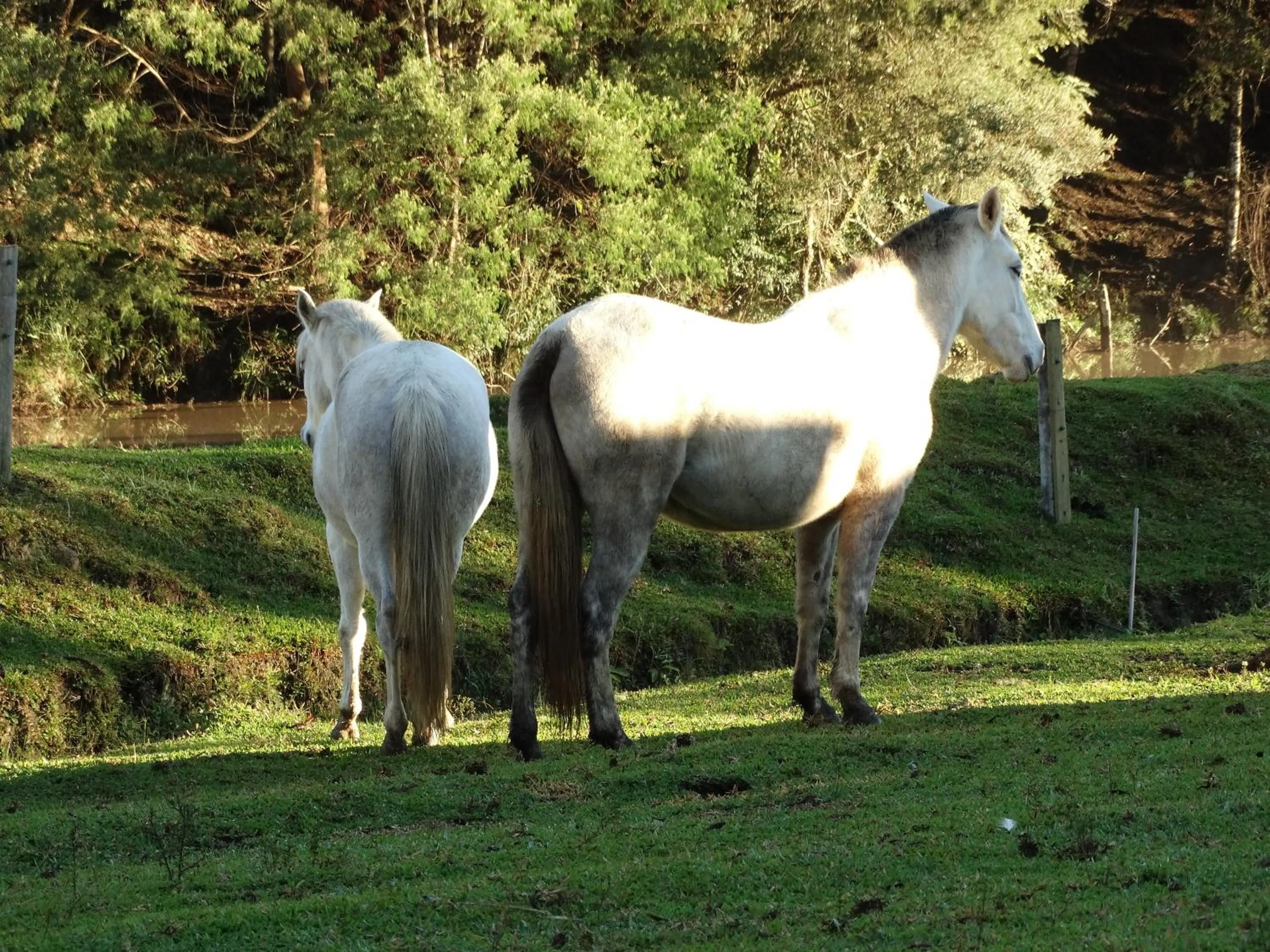 Pets in Pousada Recanto dos Pôneis Rio Rufino Urubici