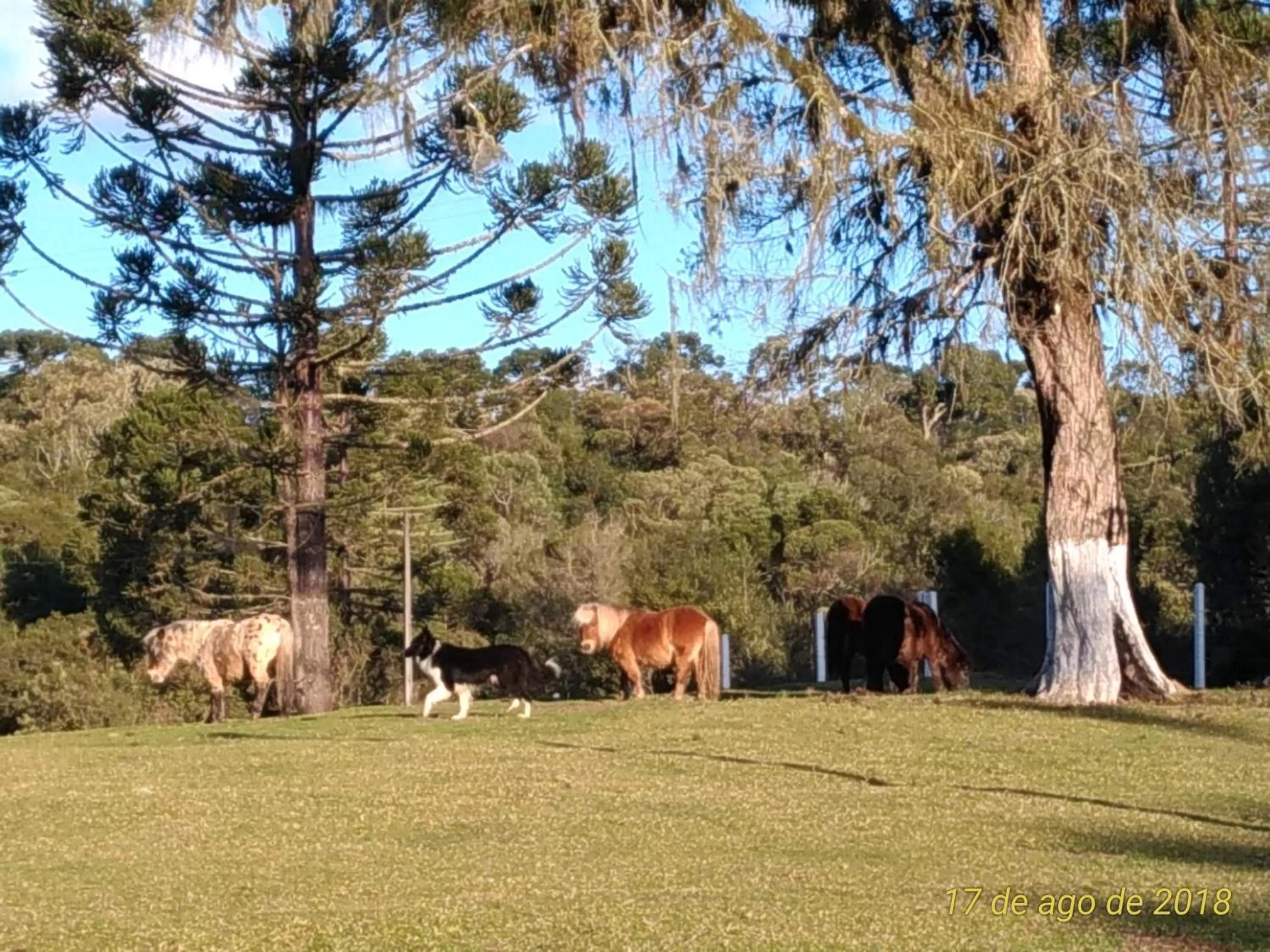 Animals in Pousada Recanto dos Pôneis Rio Rufino Urubici