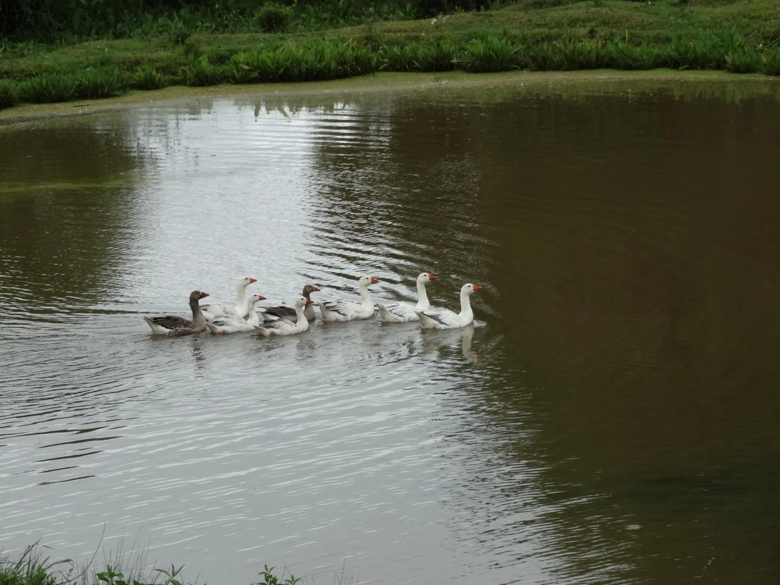 Animals in Pousada Recanto dos Pôneis Rio Rufino Urubici