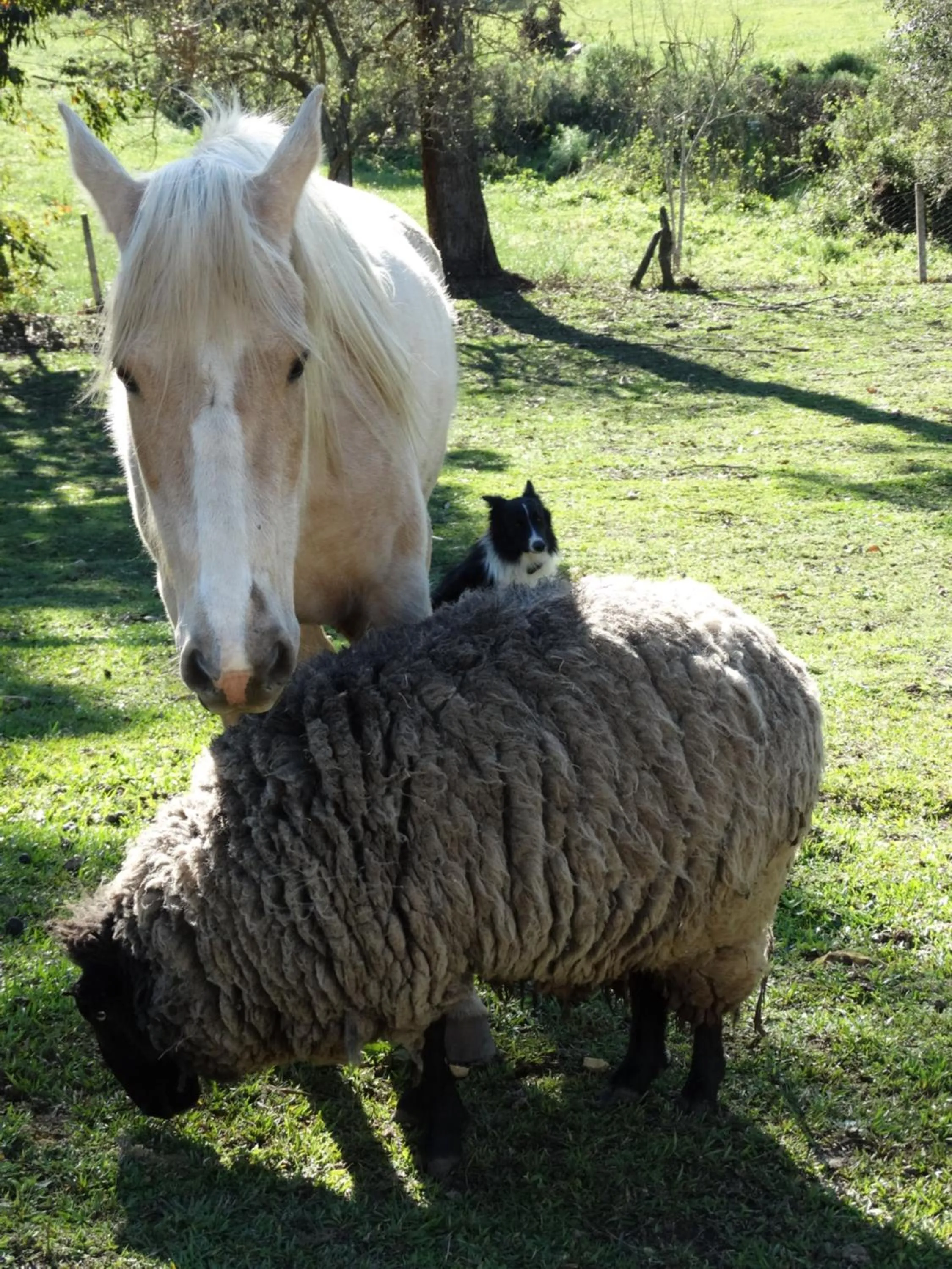 Animals in Pousada Recanto dos Pôneis Rio Rufino Urubici
