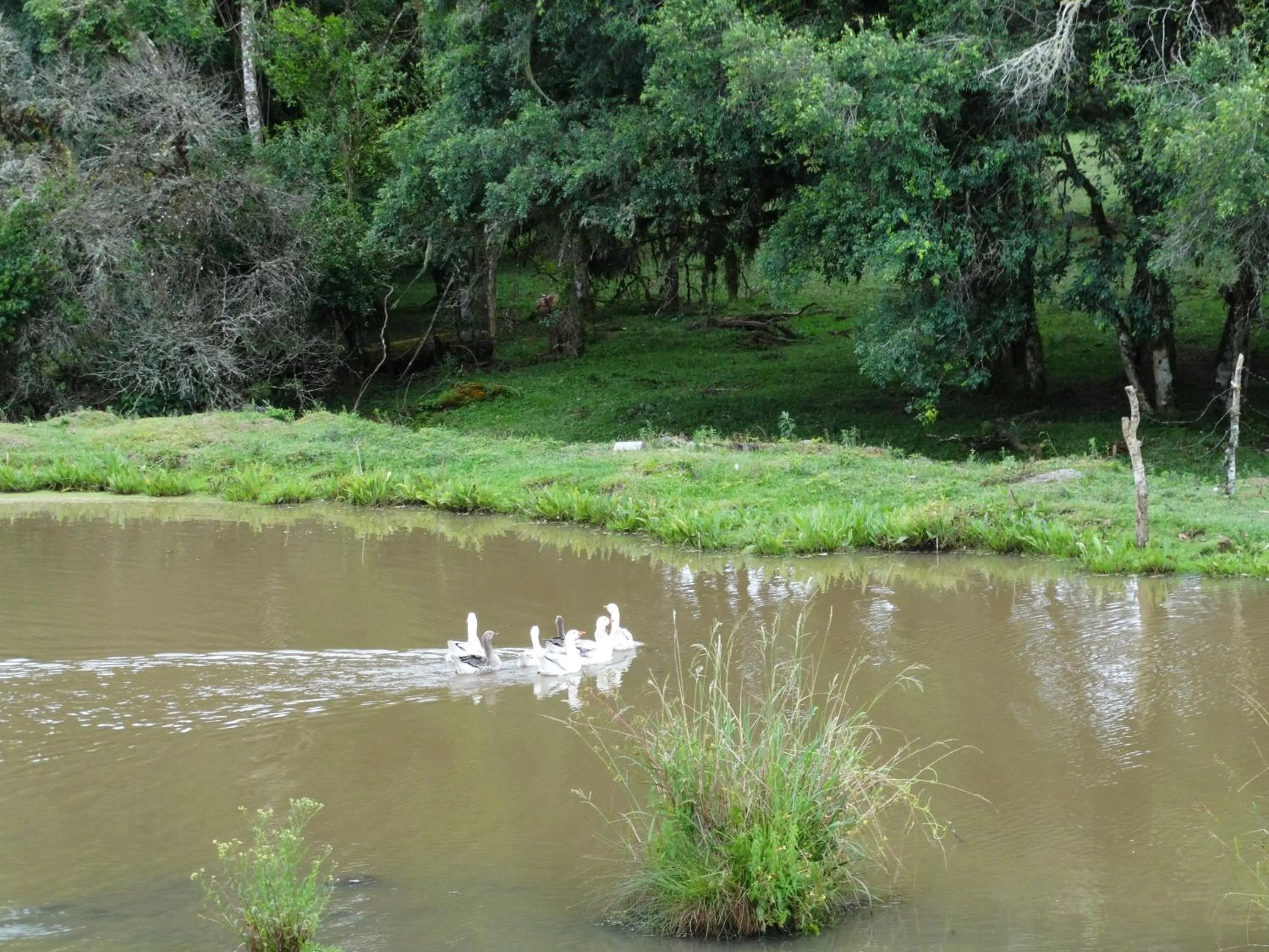 Animals in Pousada Recanto dos Pôneis Rio Rufino Urubici