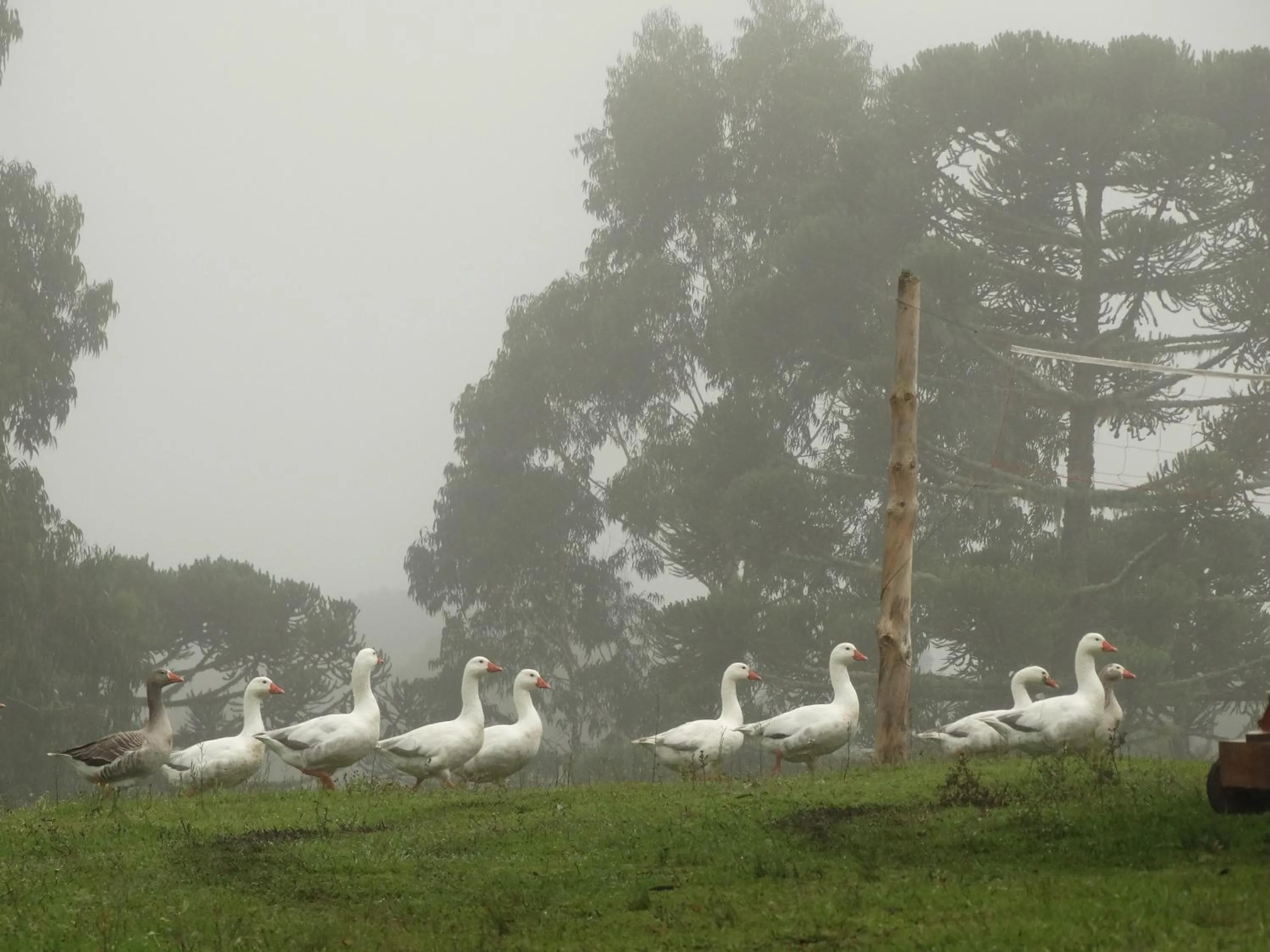 Animals in Pousada Recanto dos Pôneis Rio Rufino Urubici
