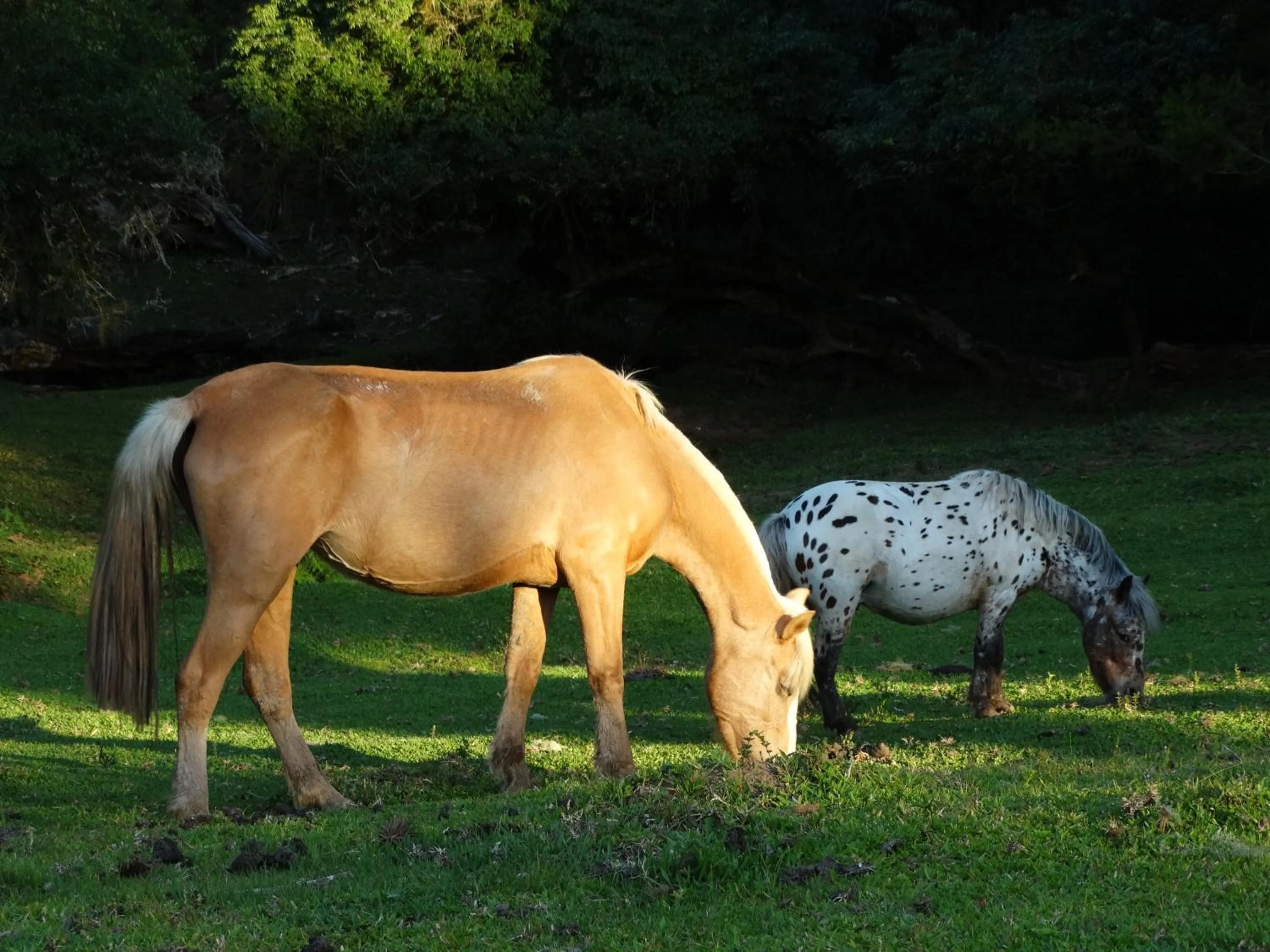 Animals in Pousada Recanto dos Pôneis Rio Rufino Urubici