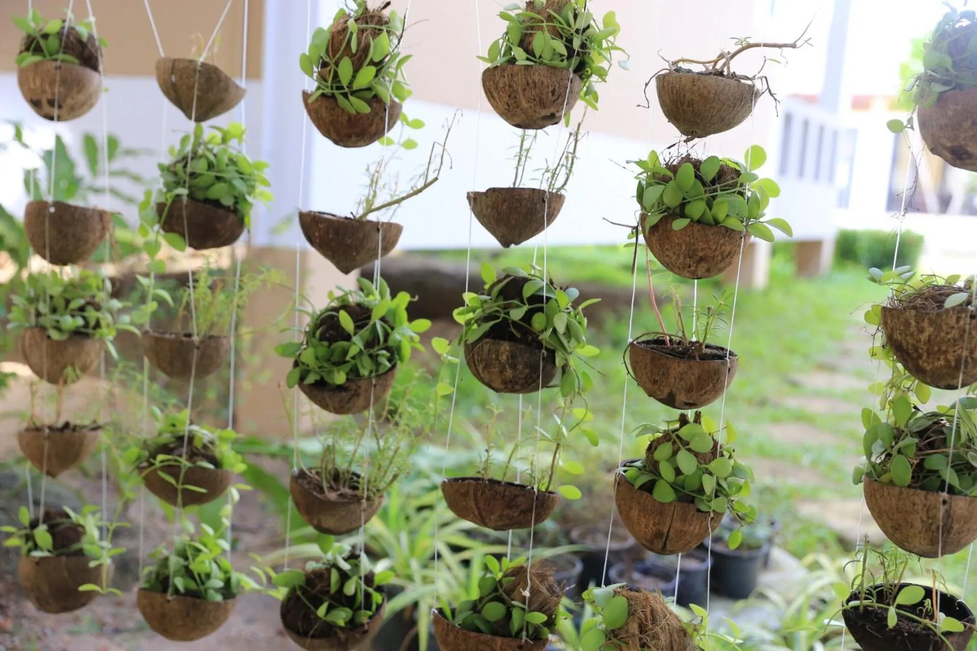 Natural landscape in Shangrilah Bungalow