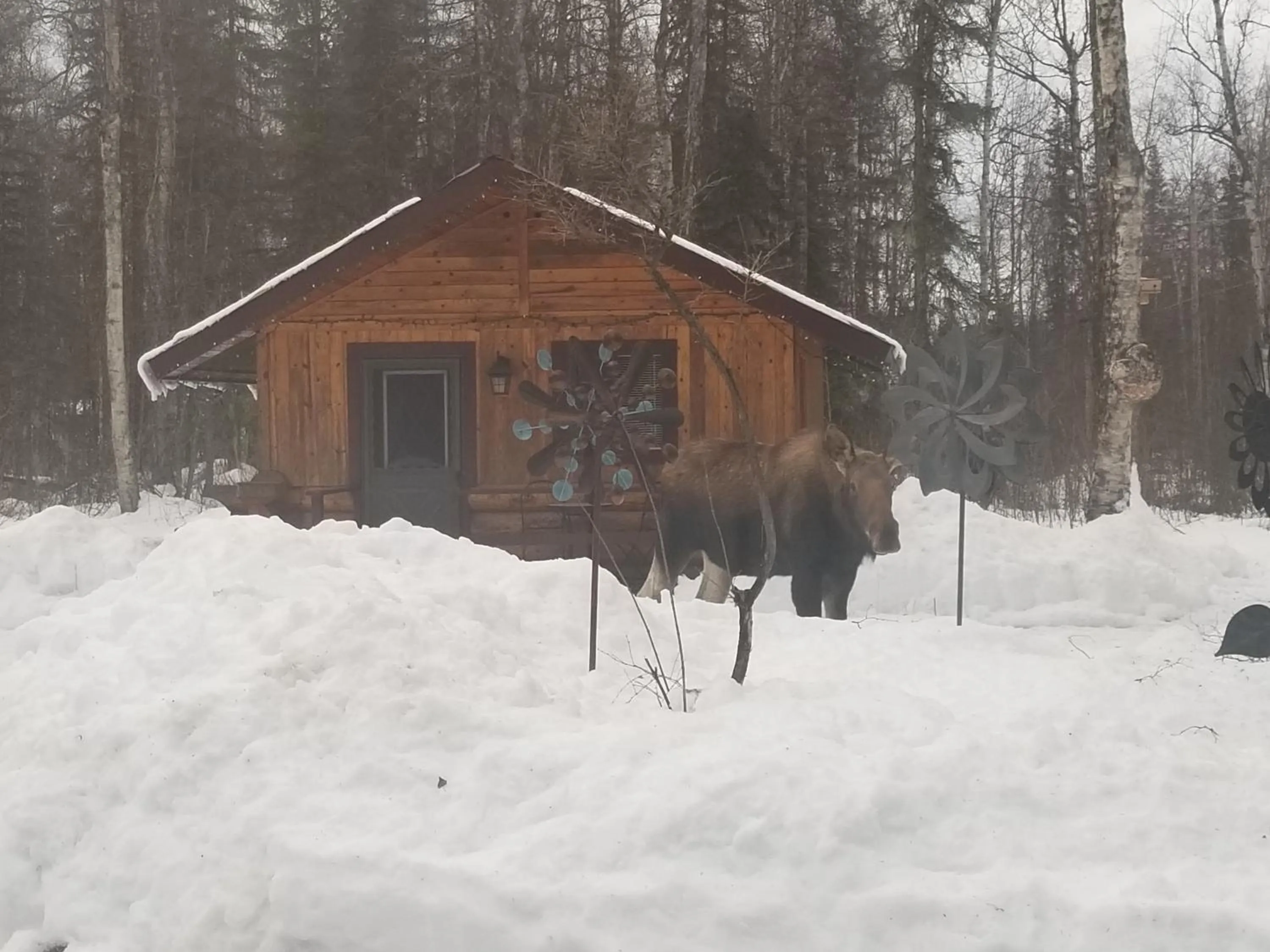 Talkeetna Fireweed Cabins