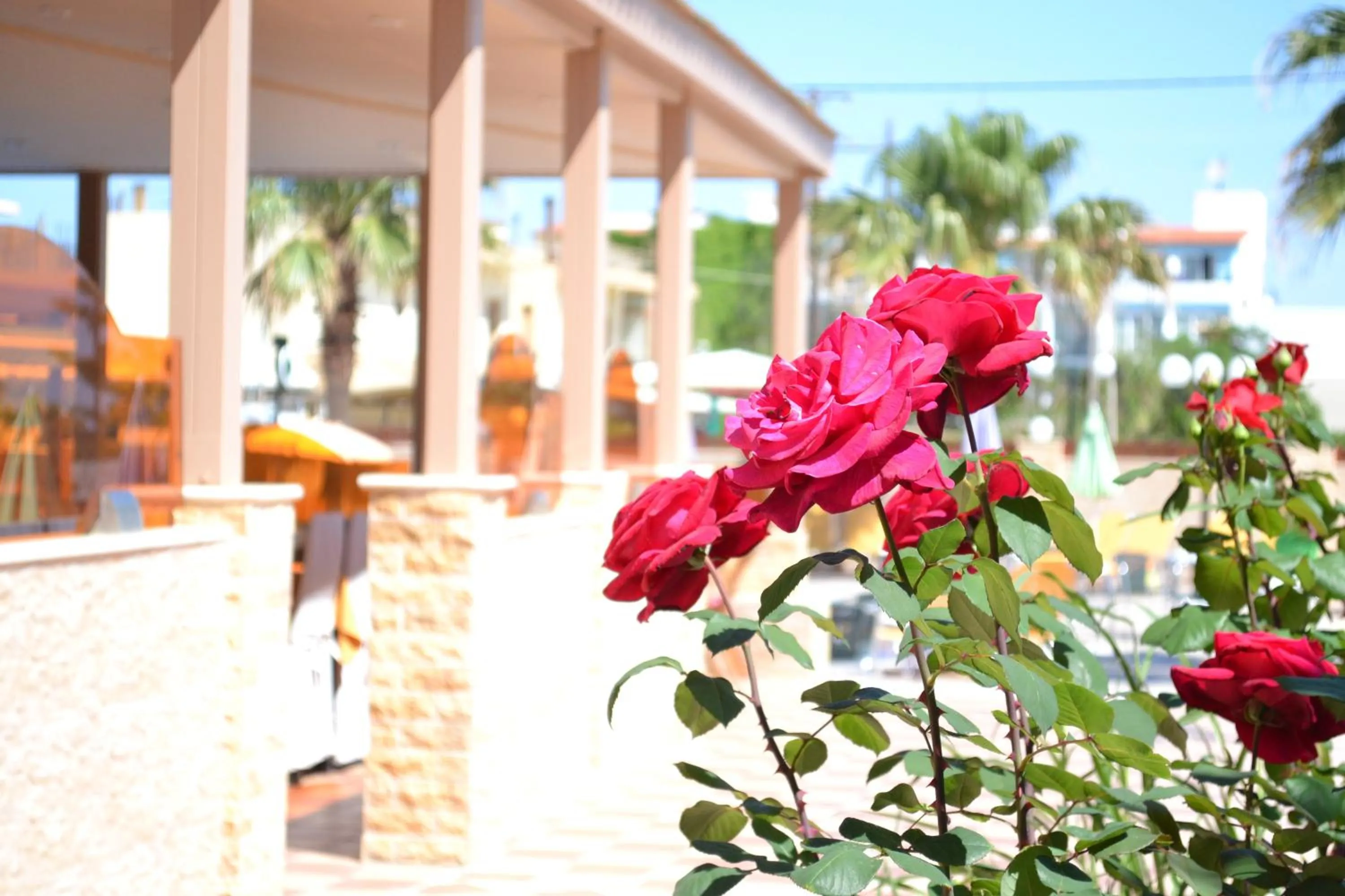 Restaurant/places to eat in Palladion