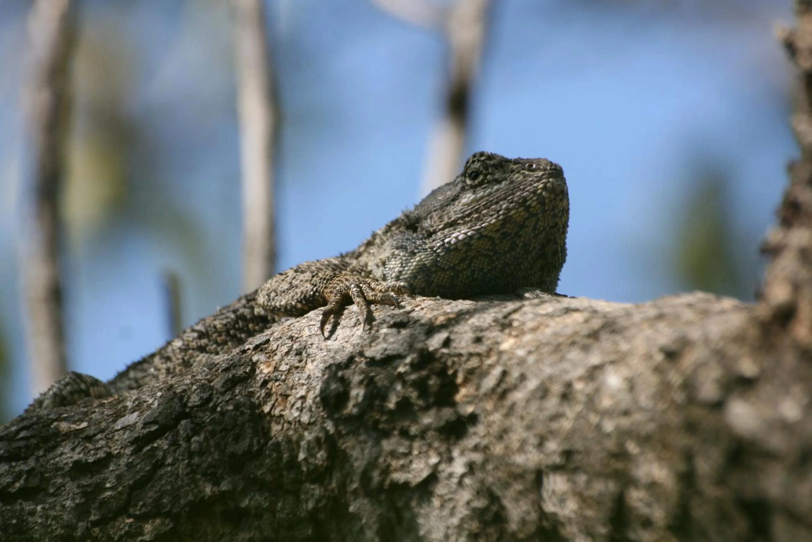 Tranquillity Day Spa & Lodge