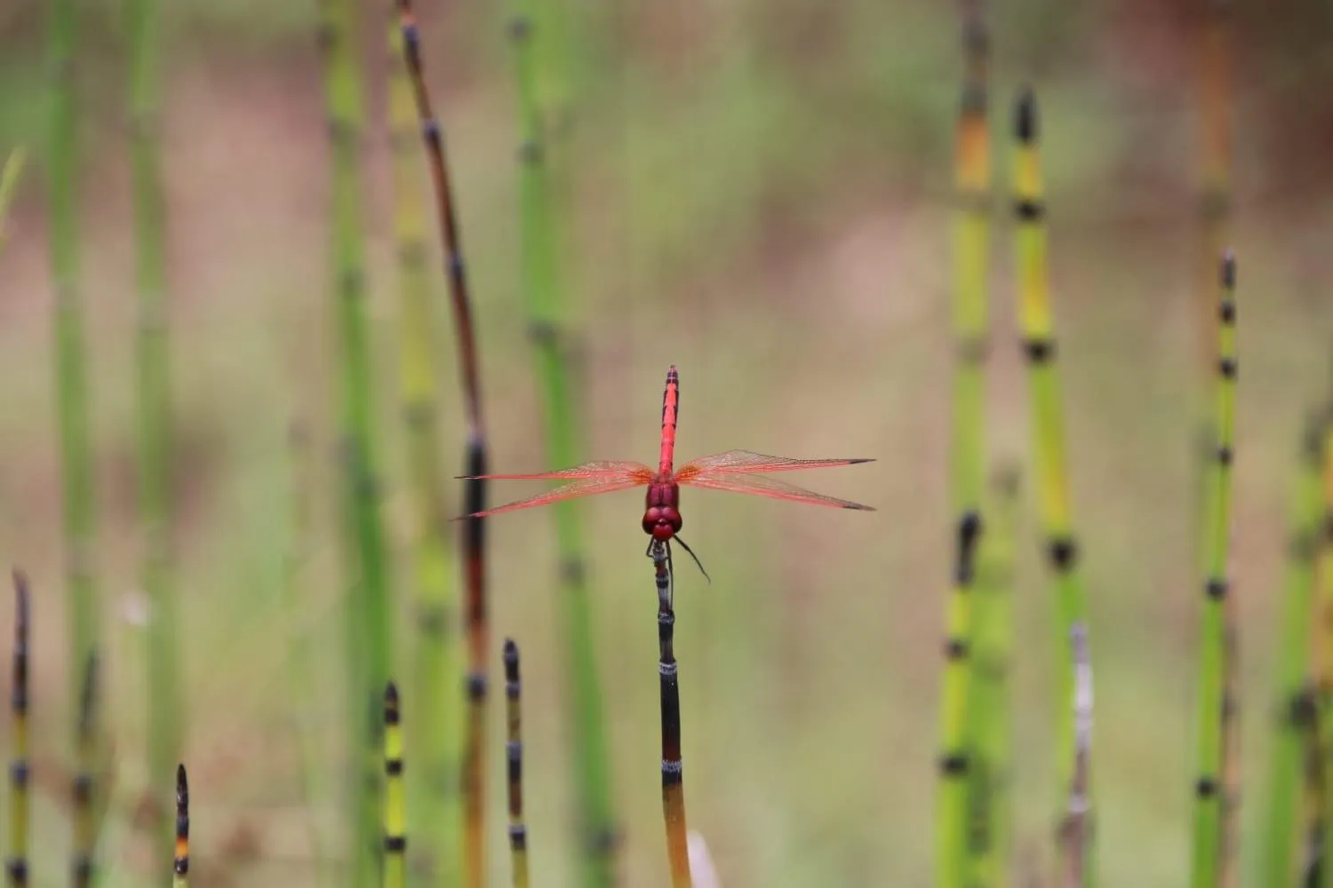 Tranquillity Day Spa & Lodge