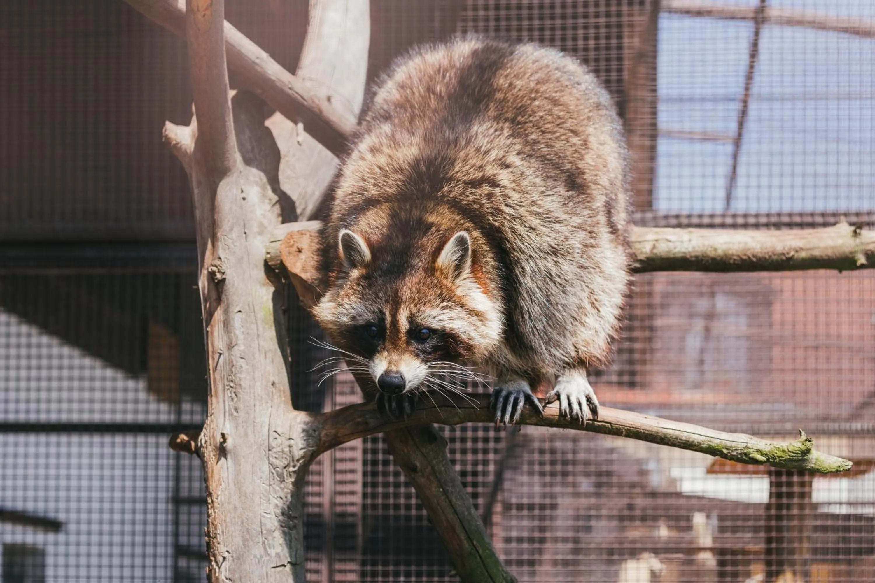 Animals in Resort Malevil