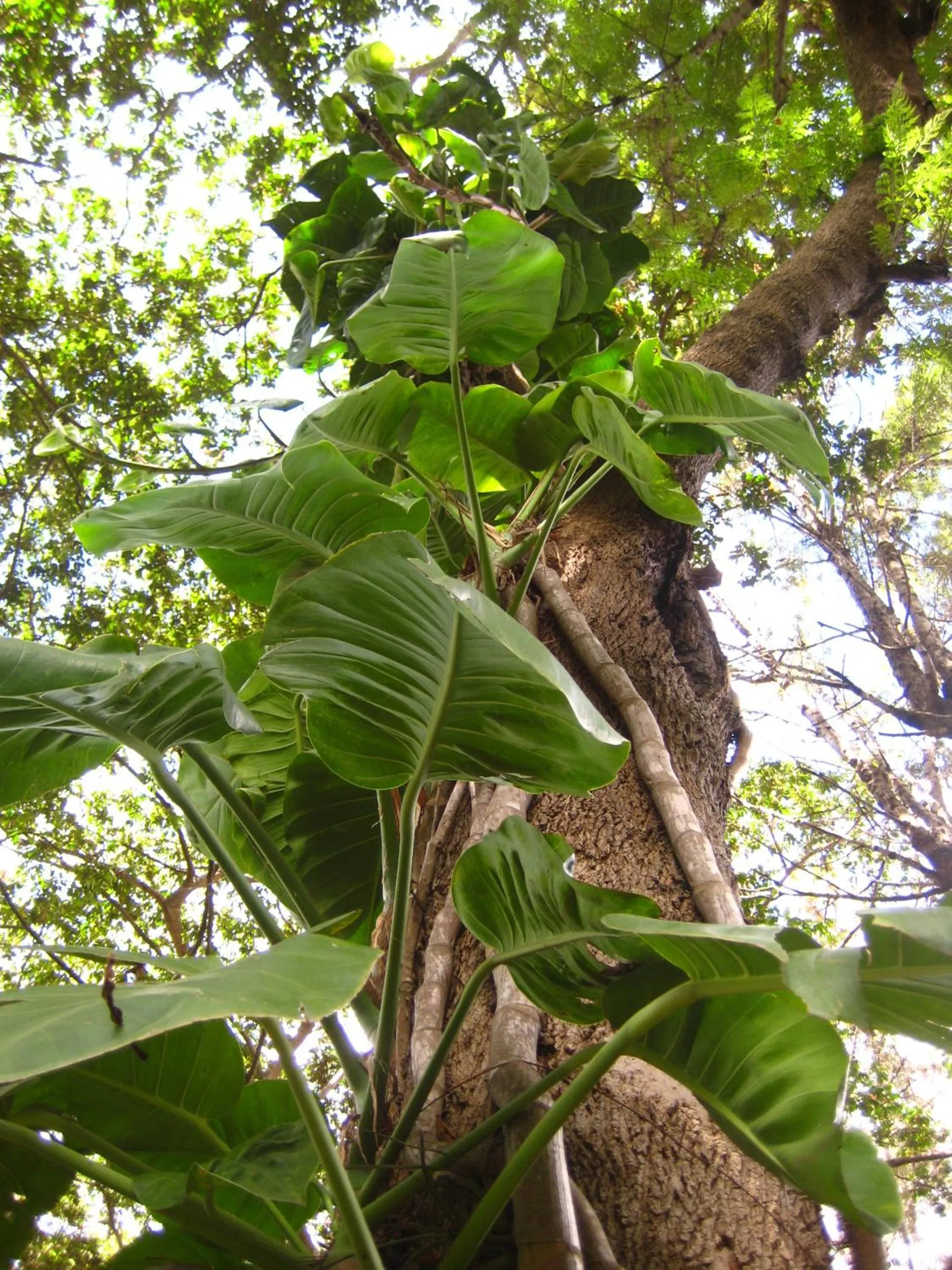 Garden in Hotel Las Farolas