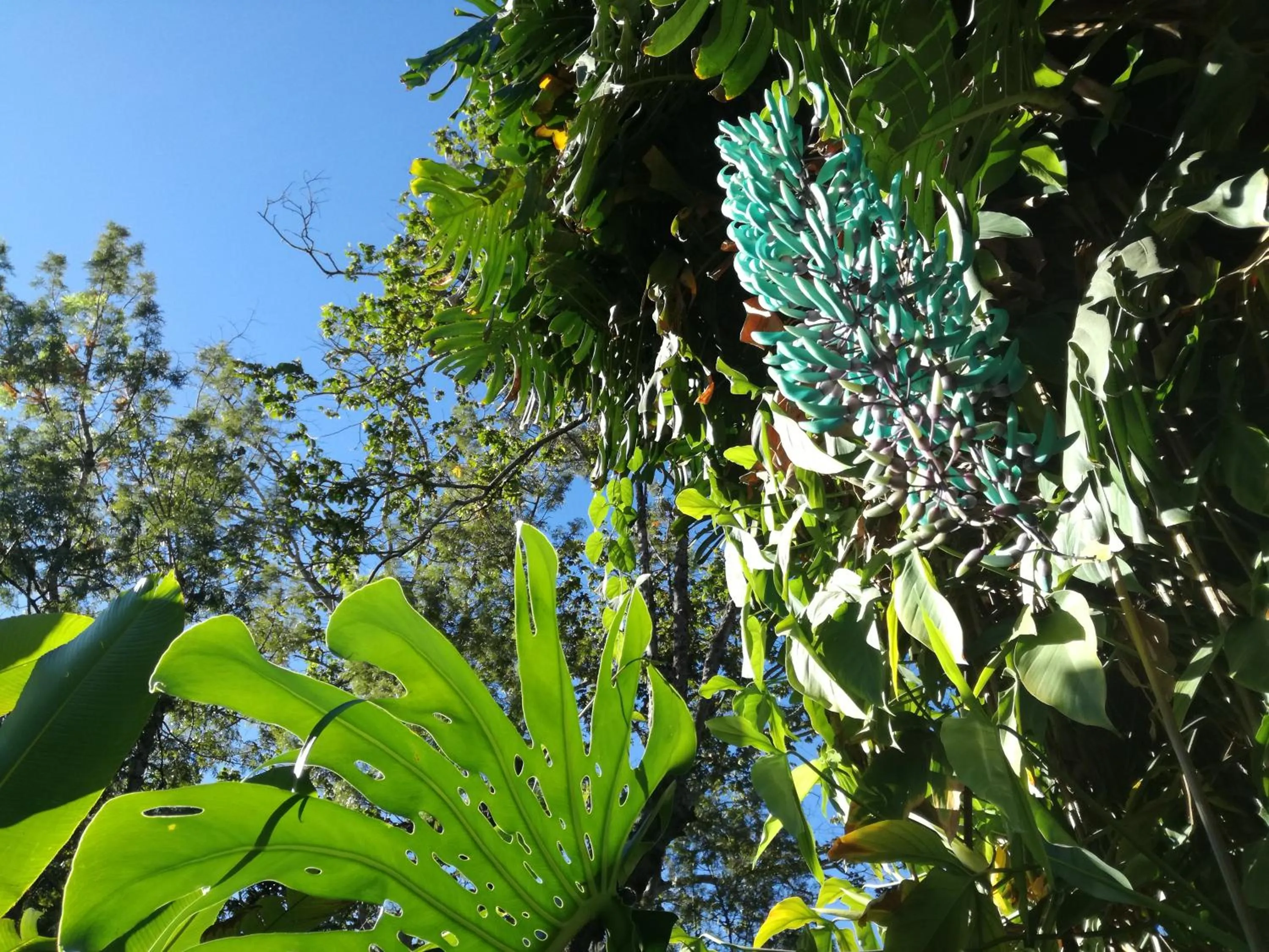 Garden in Hotel Las Farolas