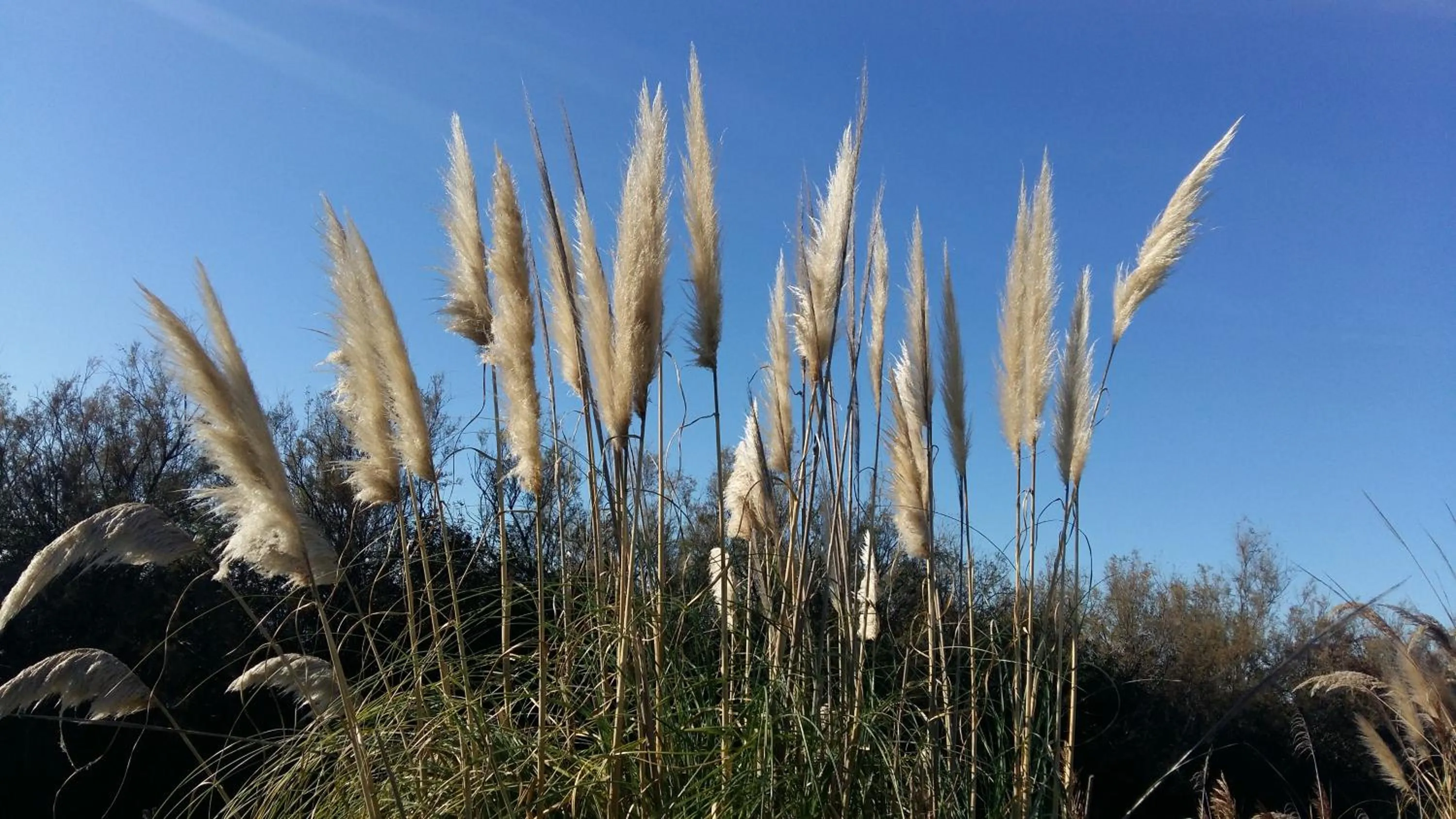 Summer in Hotel Golf ***S