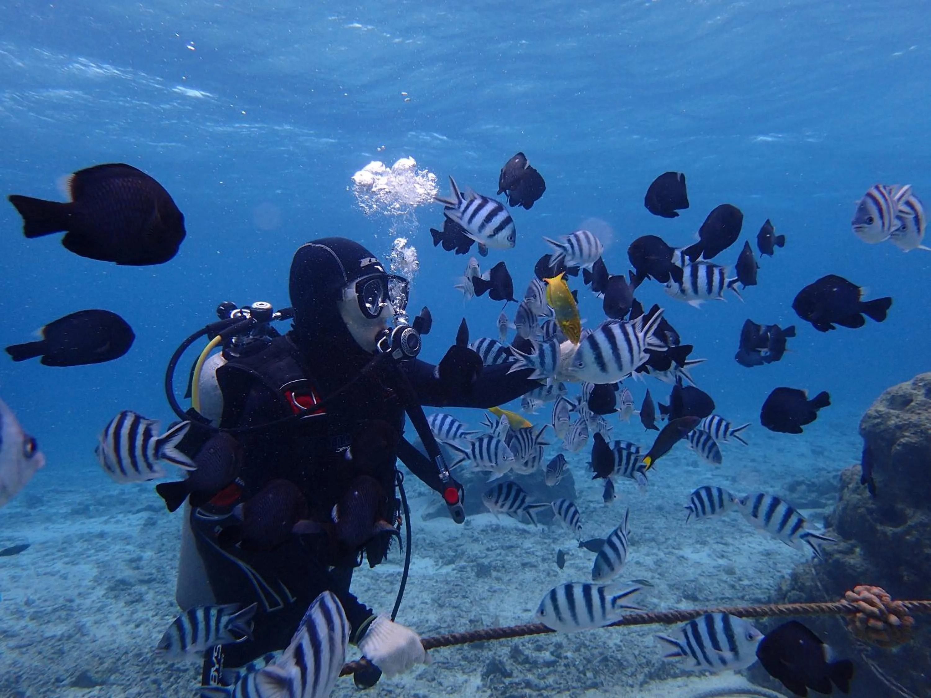 Diving in Ocean Resort PMC