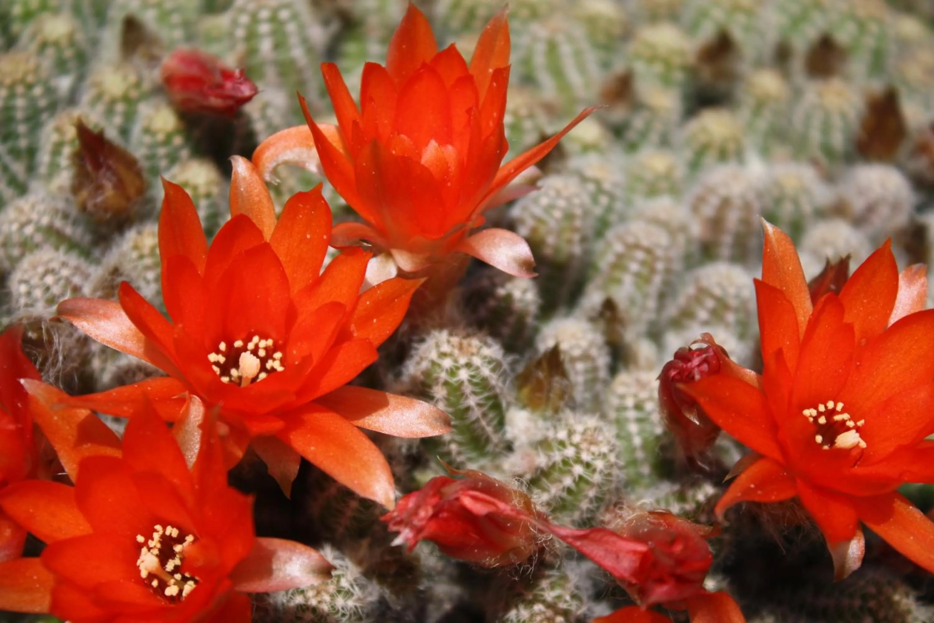 Decorative detail in Rosa di Assisi