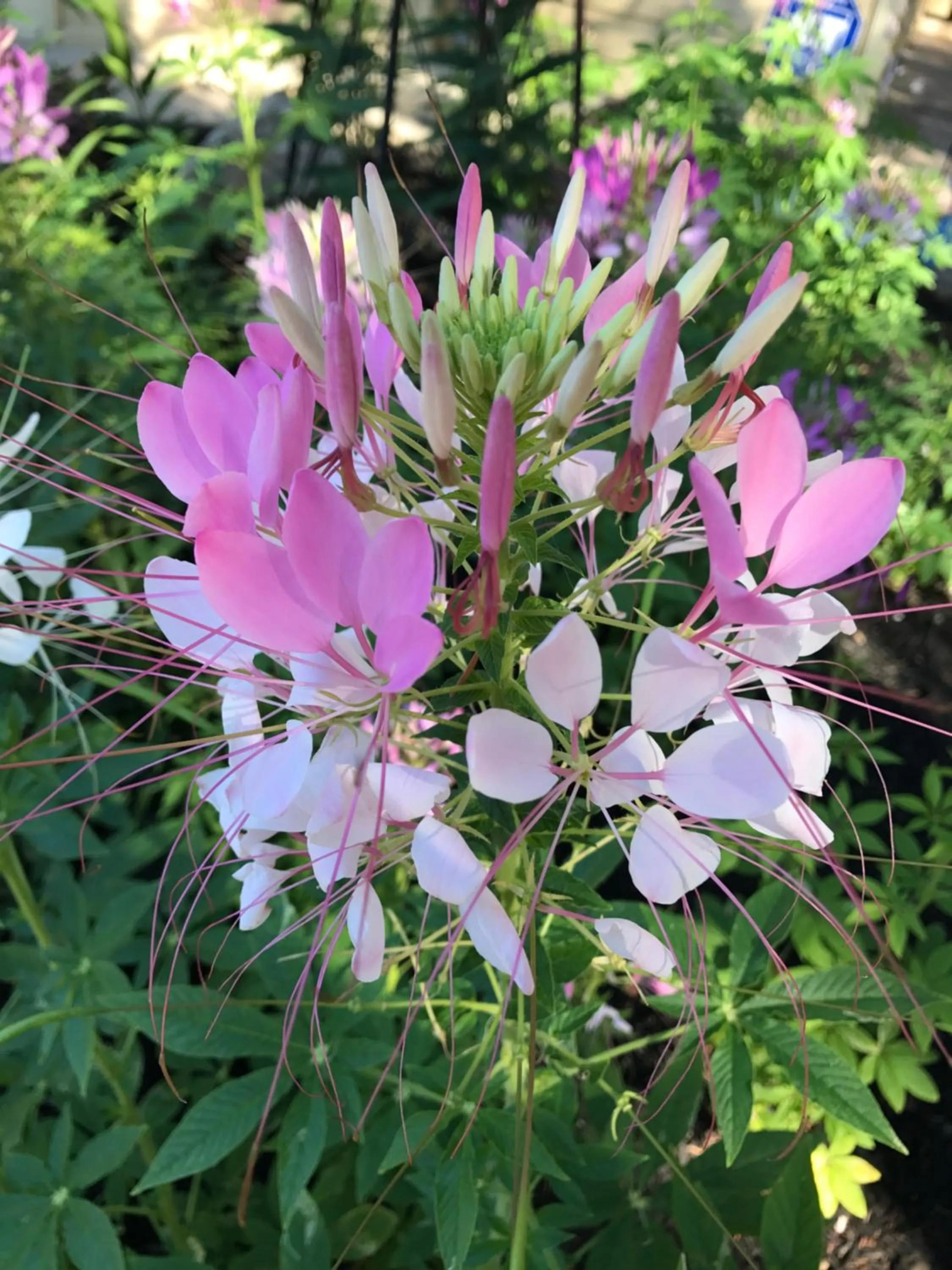 Garden in Carriage Stop Bed & Breakfast