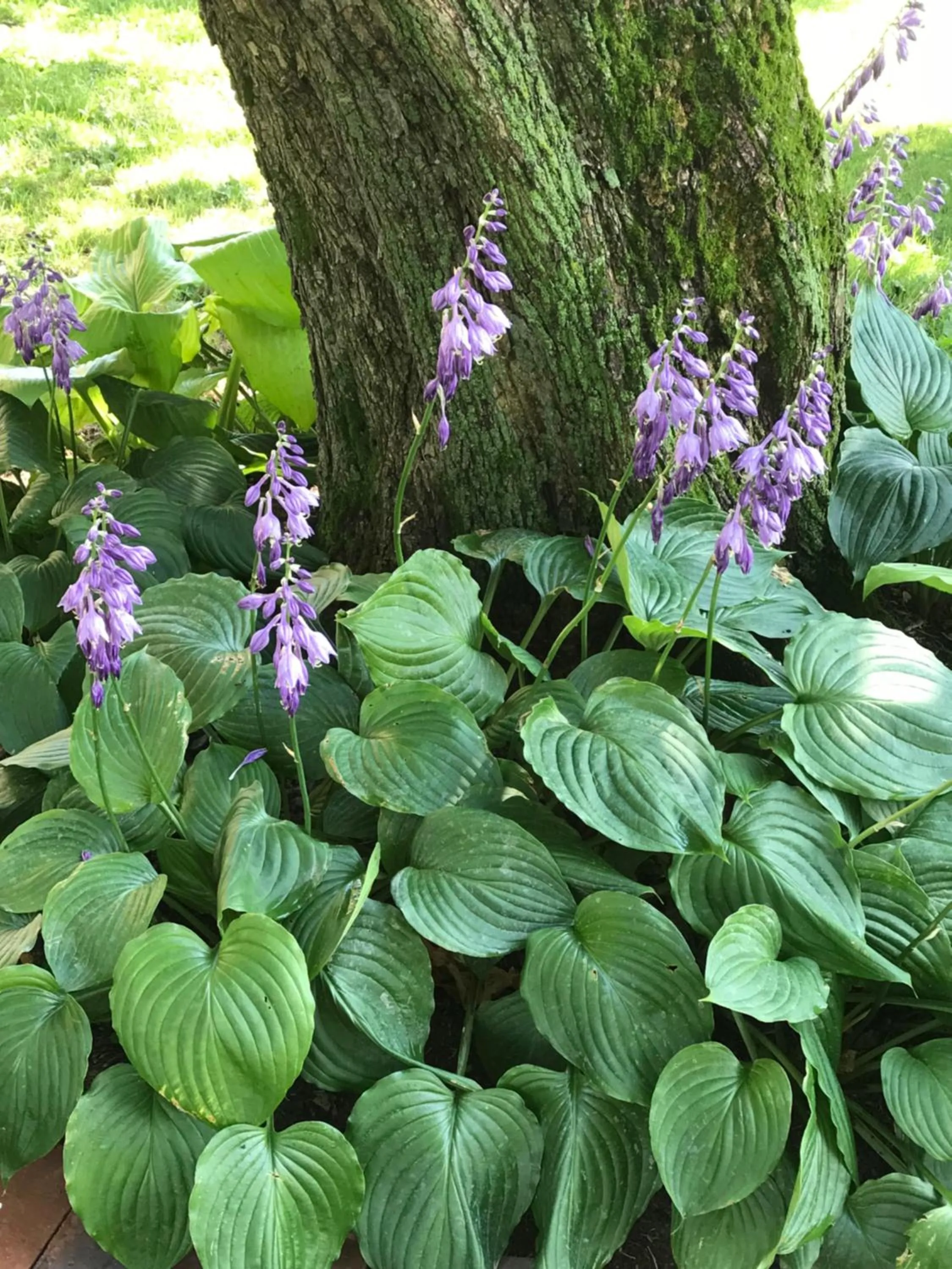 Garden in Carriage Stop Bed & Breakfast