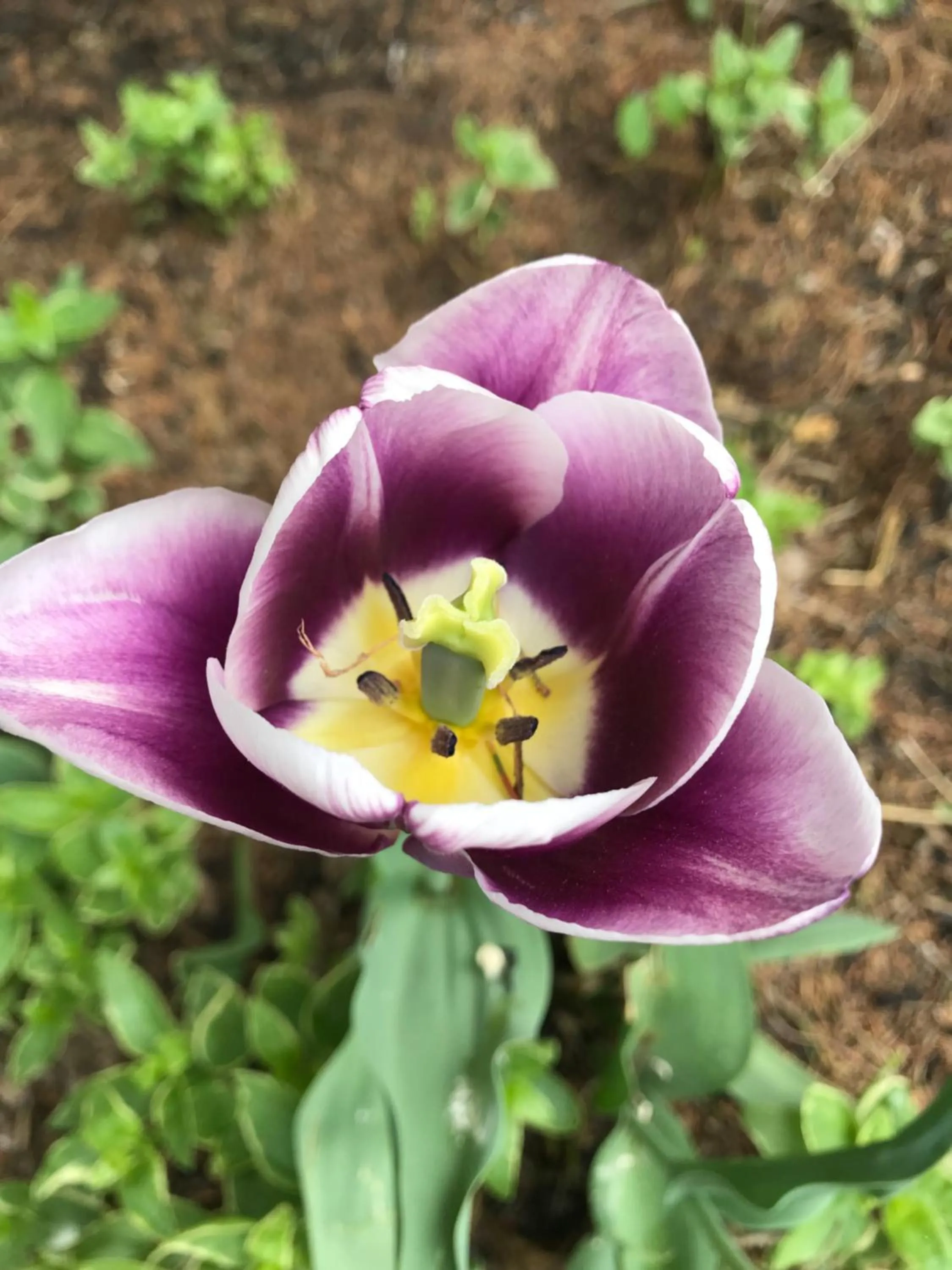 Garden in Carriage Stop Bed & Breakfast