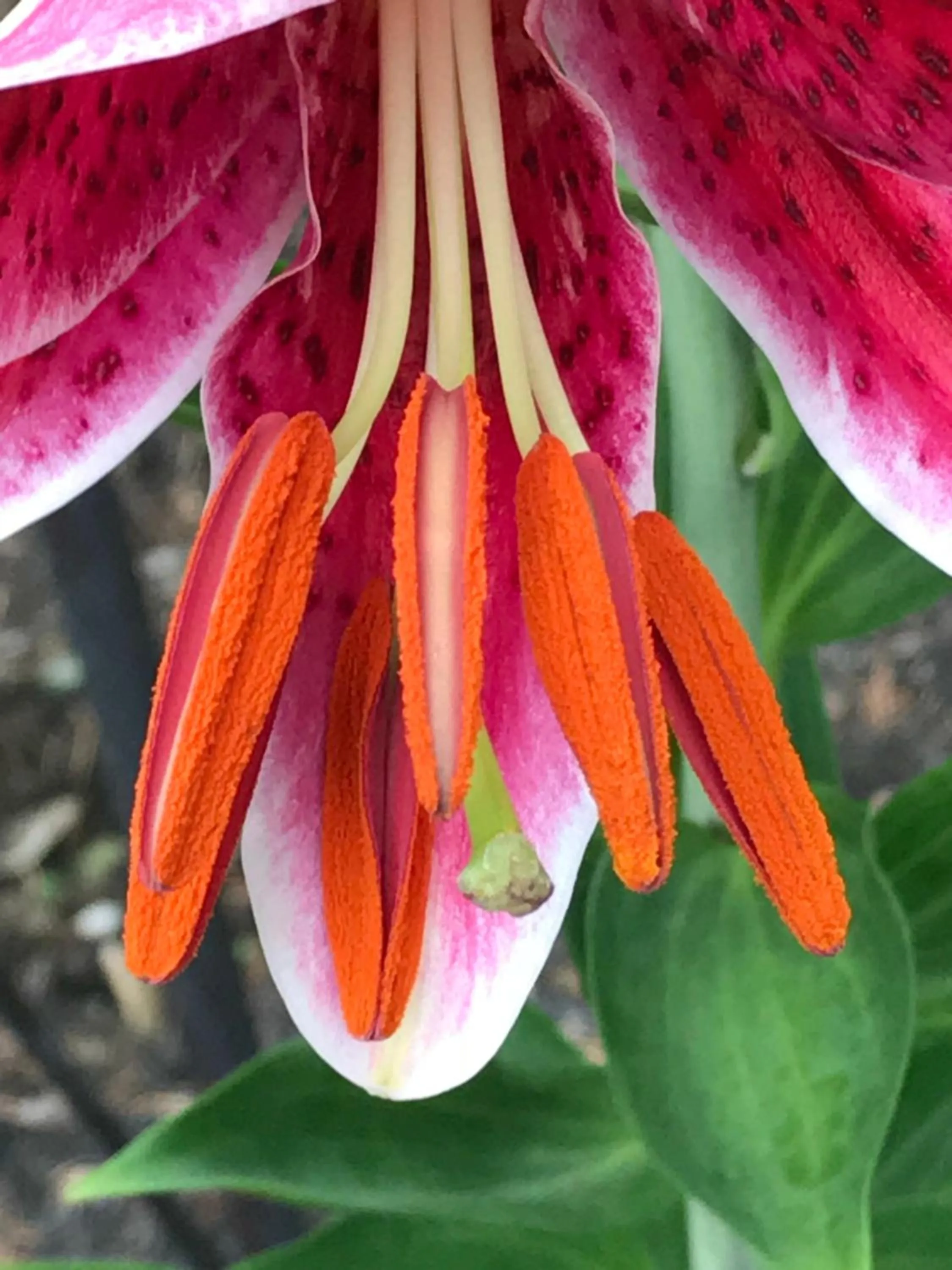Garden in Carriage Stop Bed & Breakfast