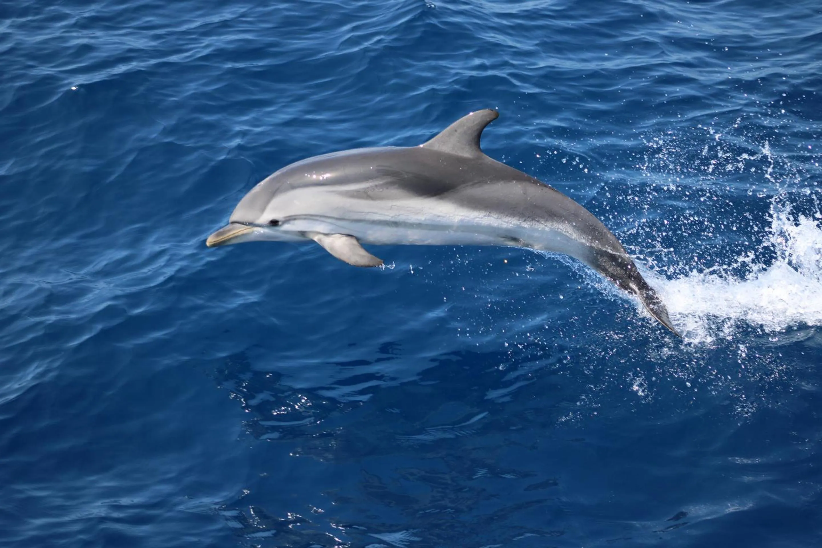 Activities, Other Animals in Dream House & Spa Bandol - Céline et Olivier