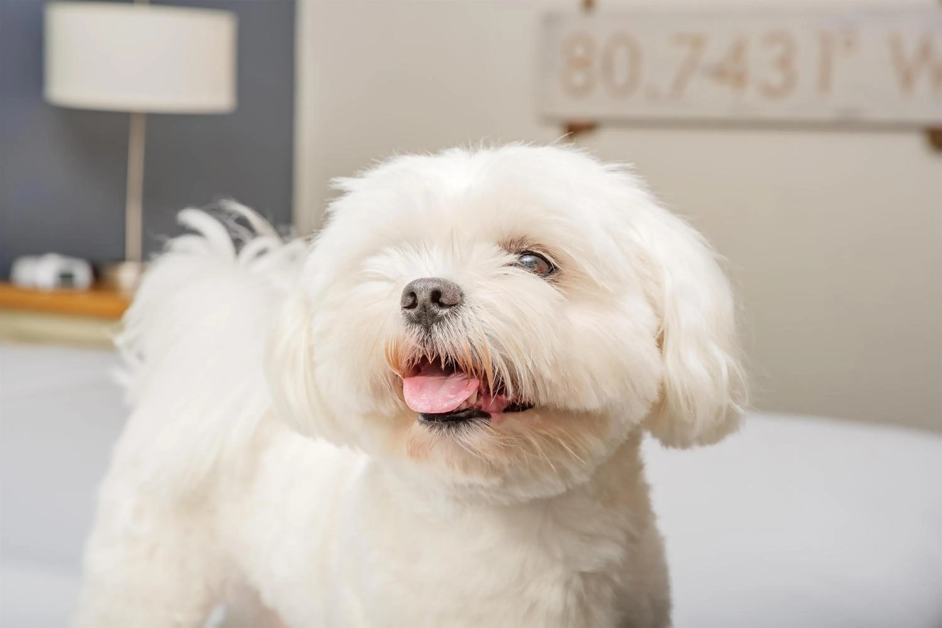 Other in Beach House Resort Hilton Head Island