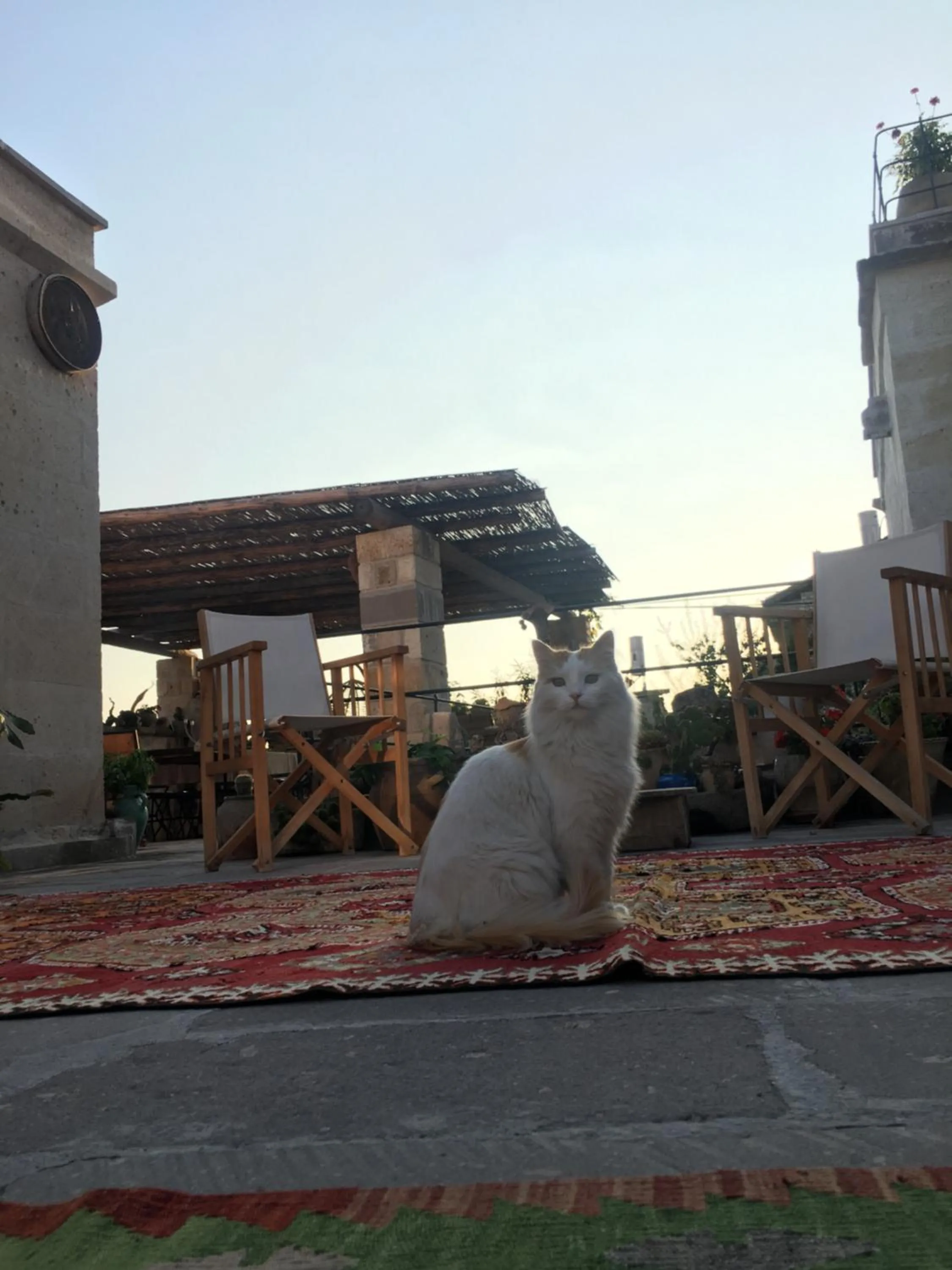 Pets in Maze Of Cappadocia Hotel