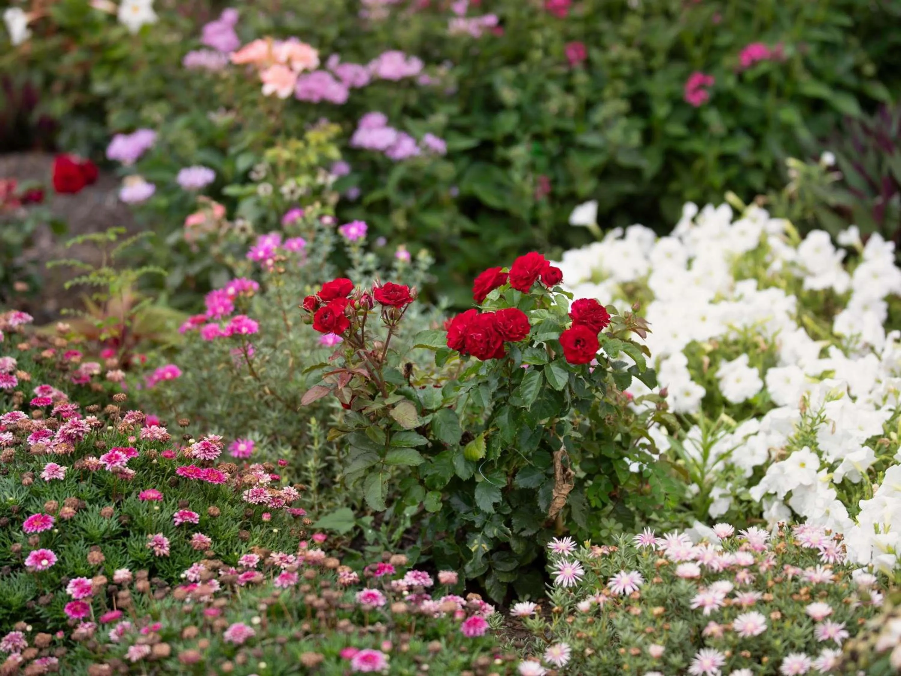 Other in Mercure Brisbane Garden City