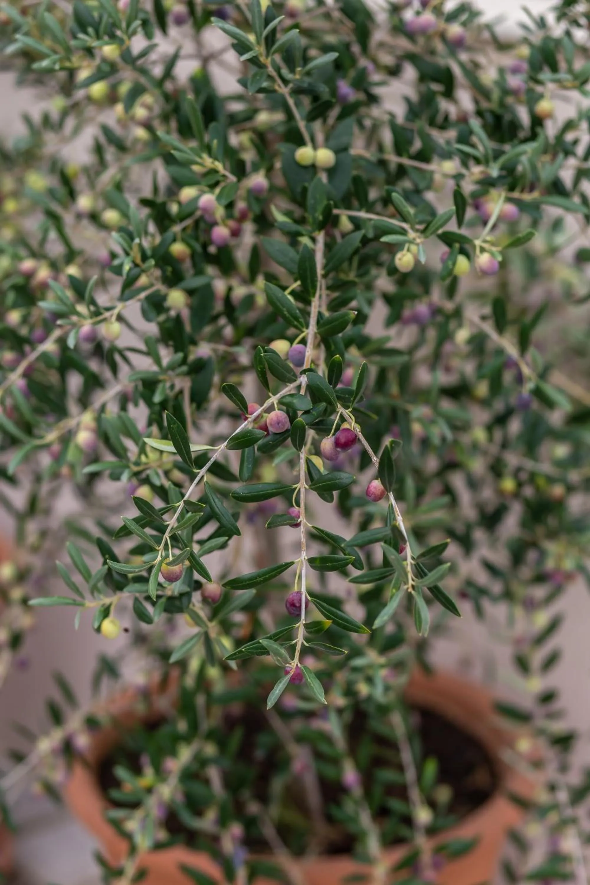 Garden in Argiri Apartments & Suites