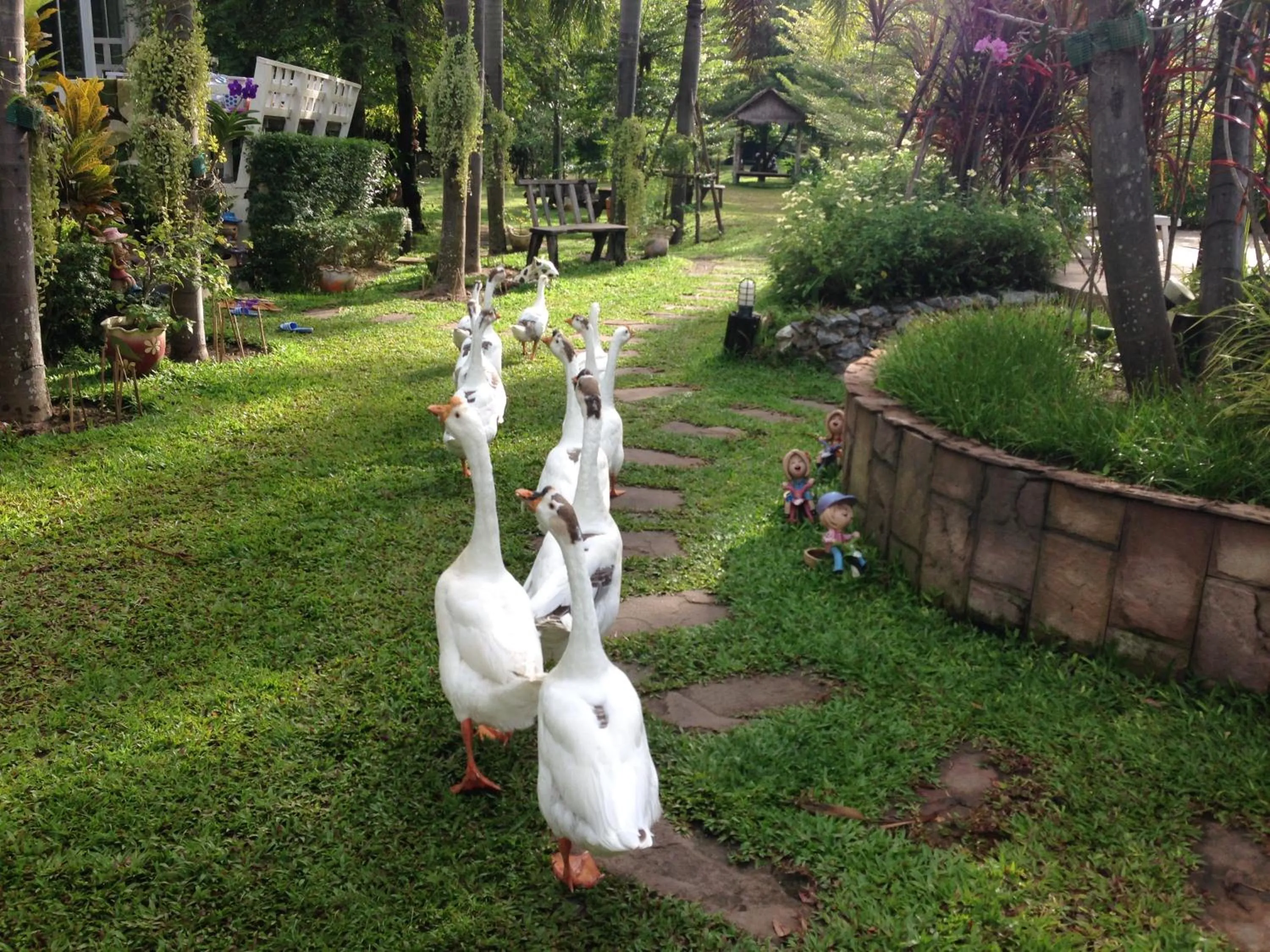 Animals in Watermill Resort
