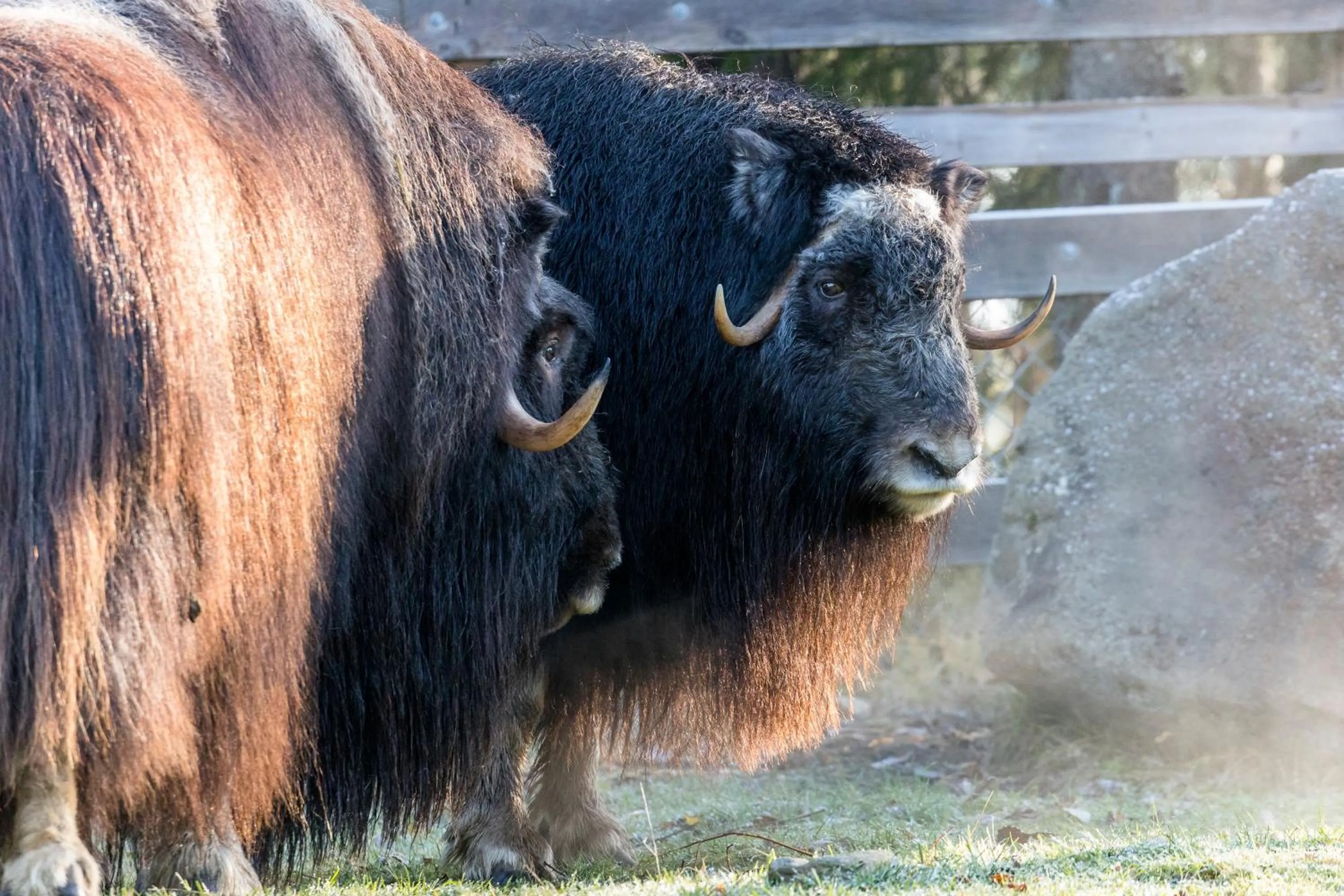 Summer in Ranua Resort Holiday Villas