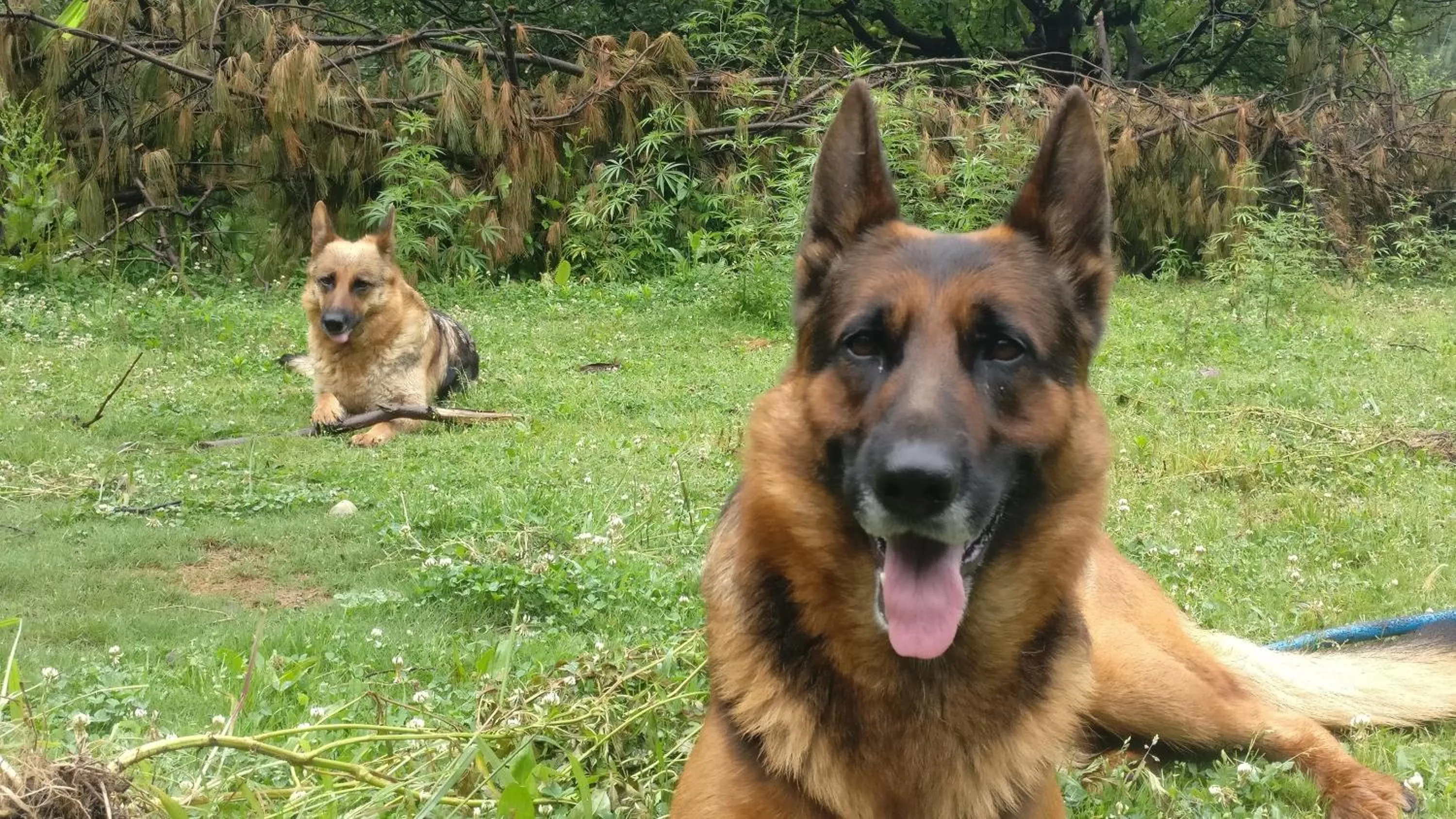 Pets in Flipsyde Retreat