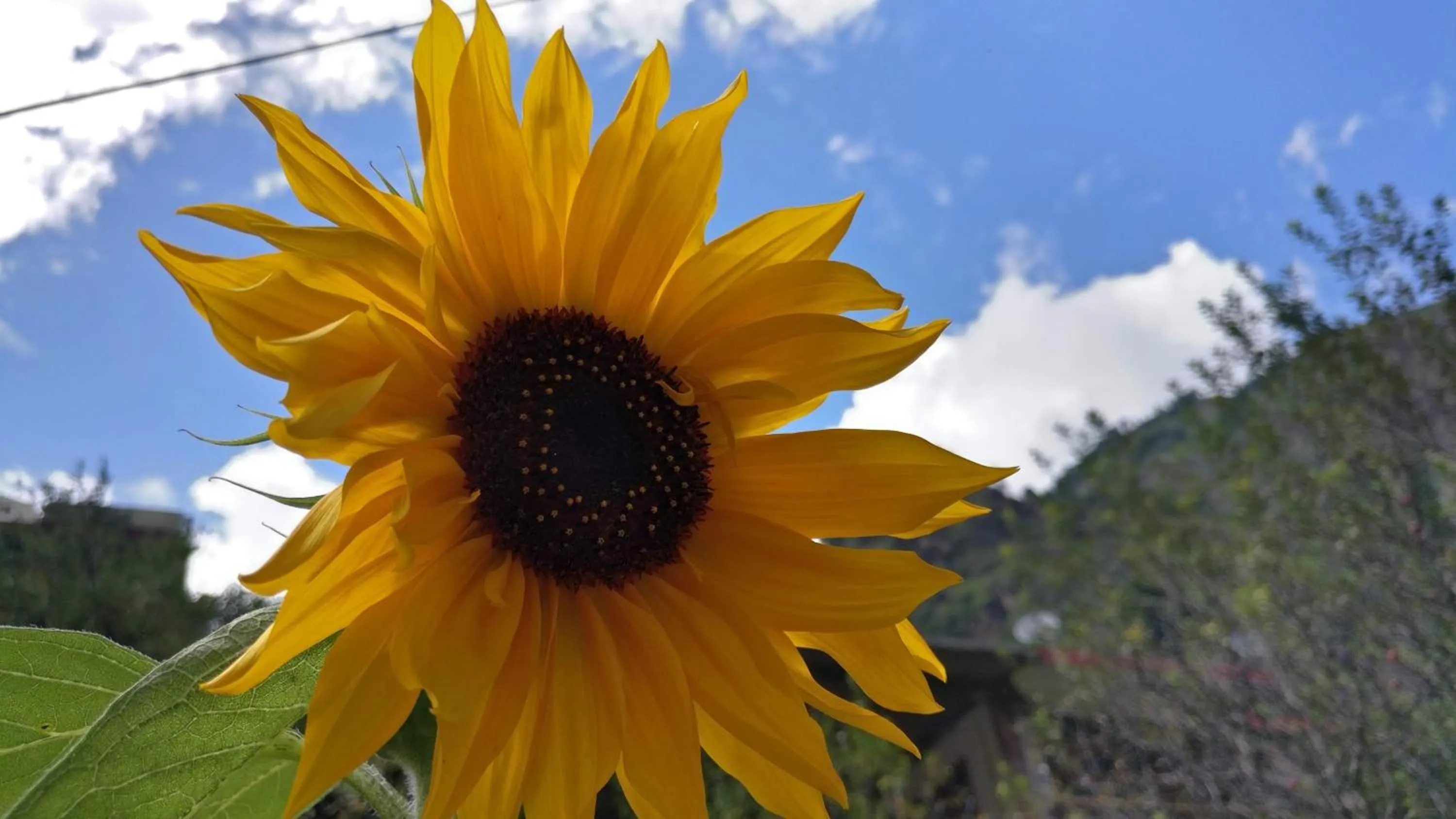 Spring in Flipsyde Retreat