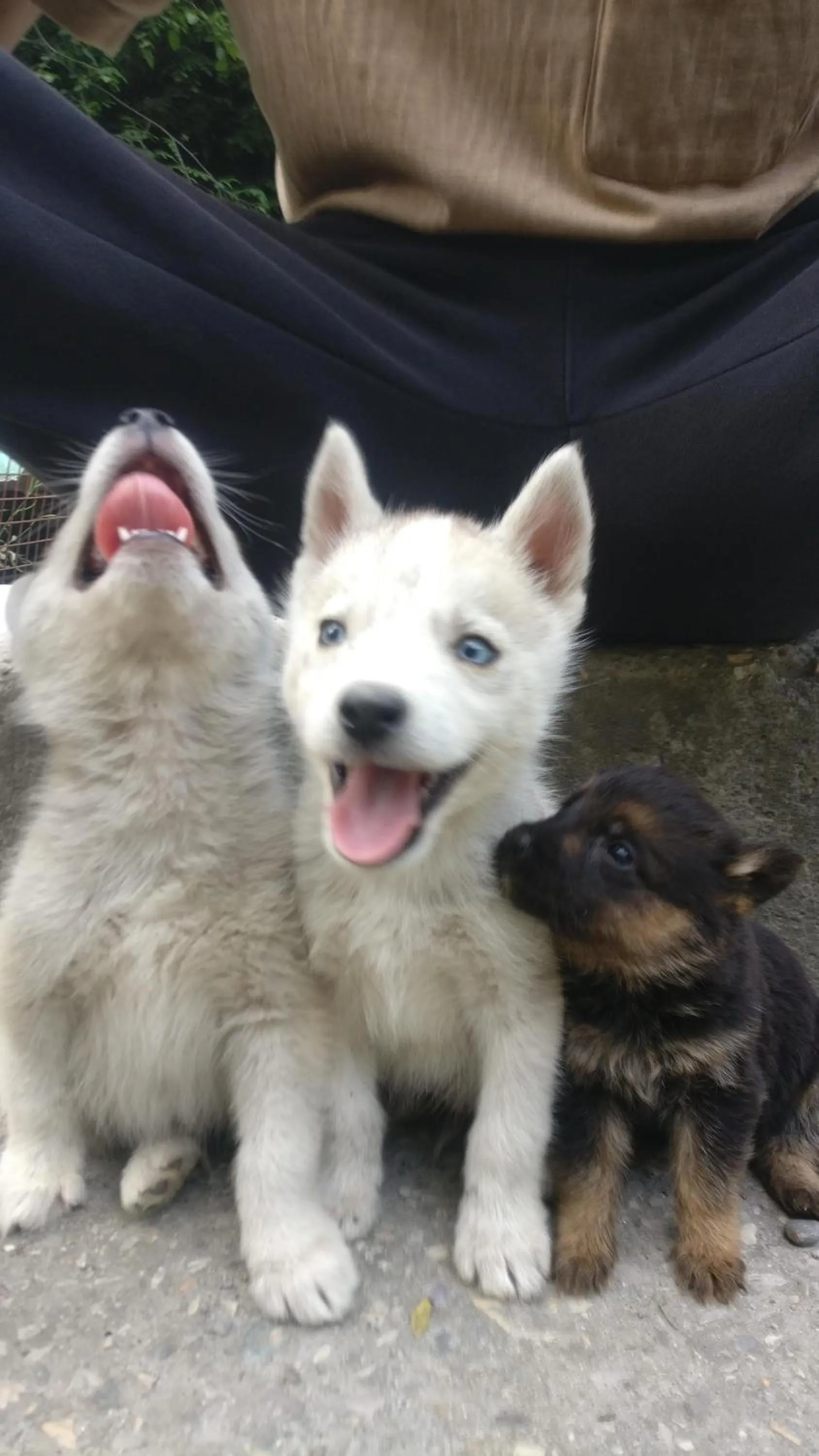 Pets in Flipsyde Retreat