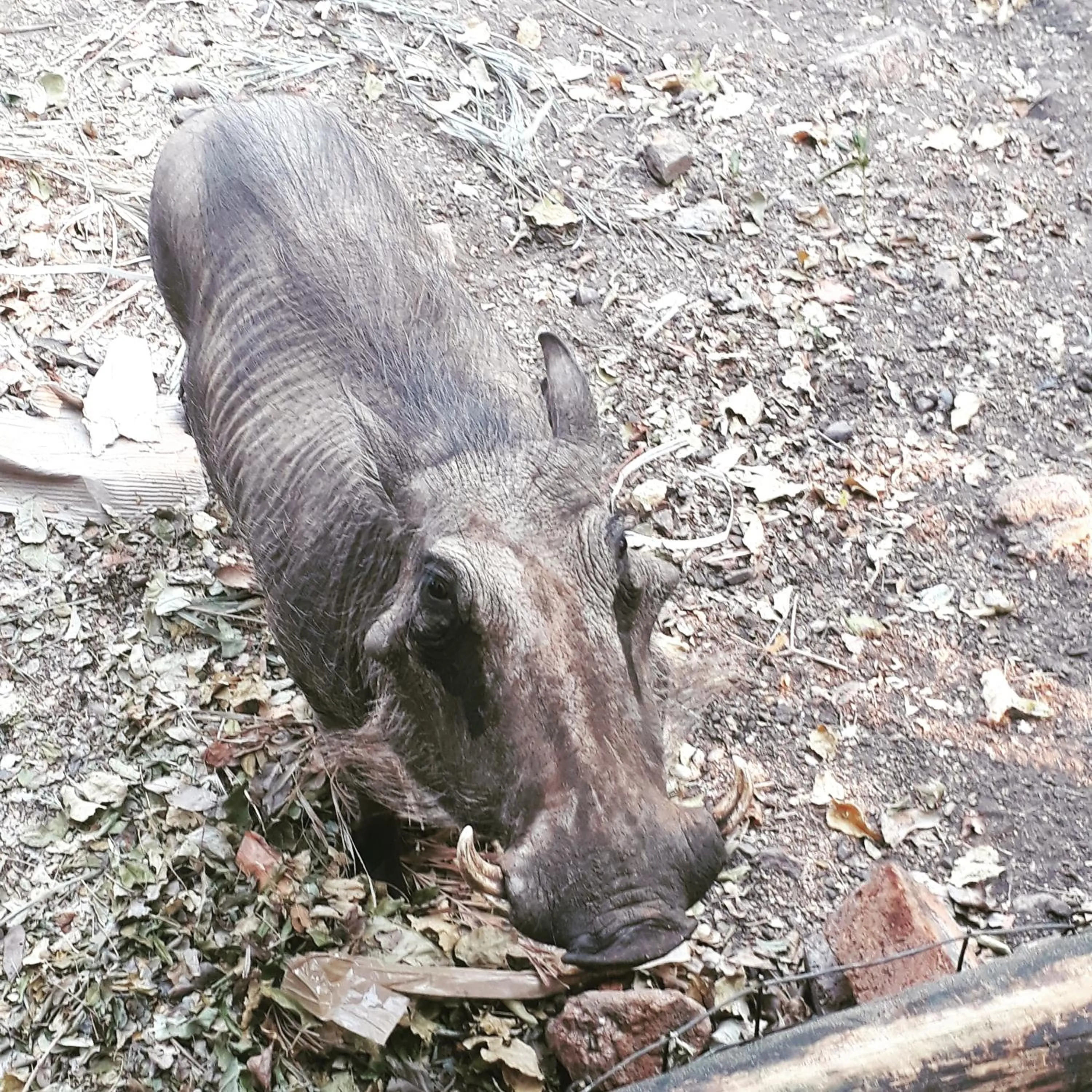 Animals in HomeBase Kruger