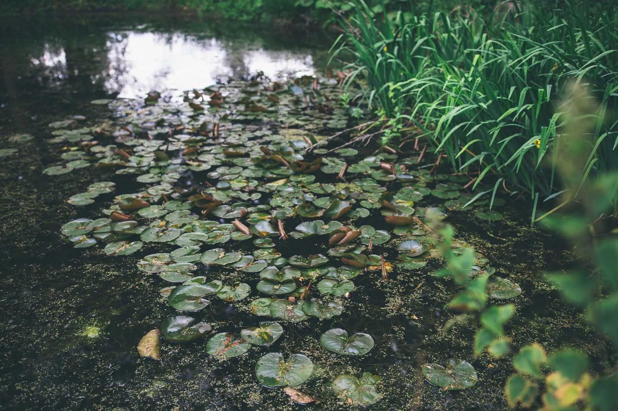 Natural landscape in Rowton Castle