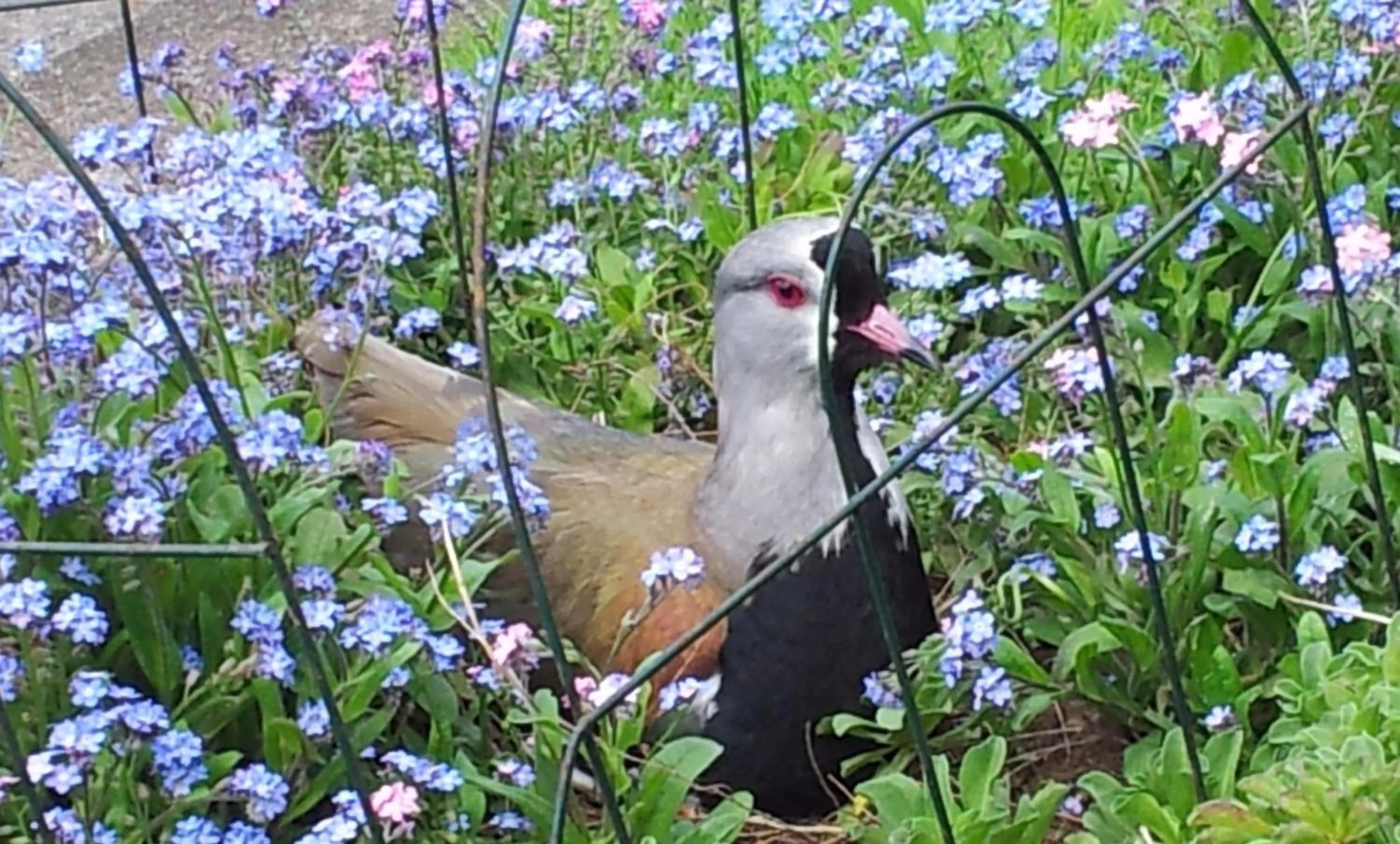 Hotel Serenade de Franz Schubert