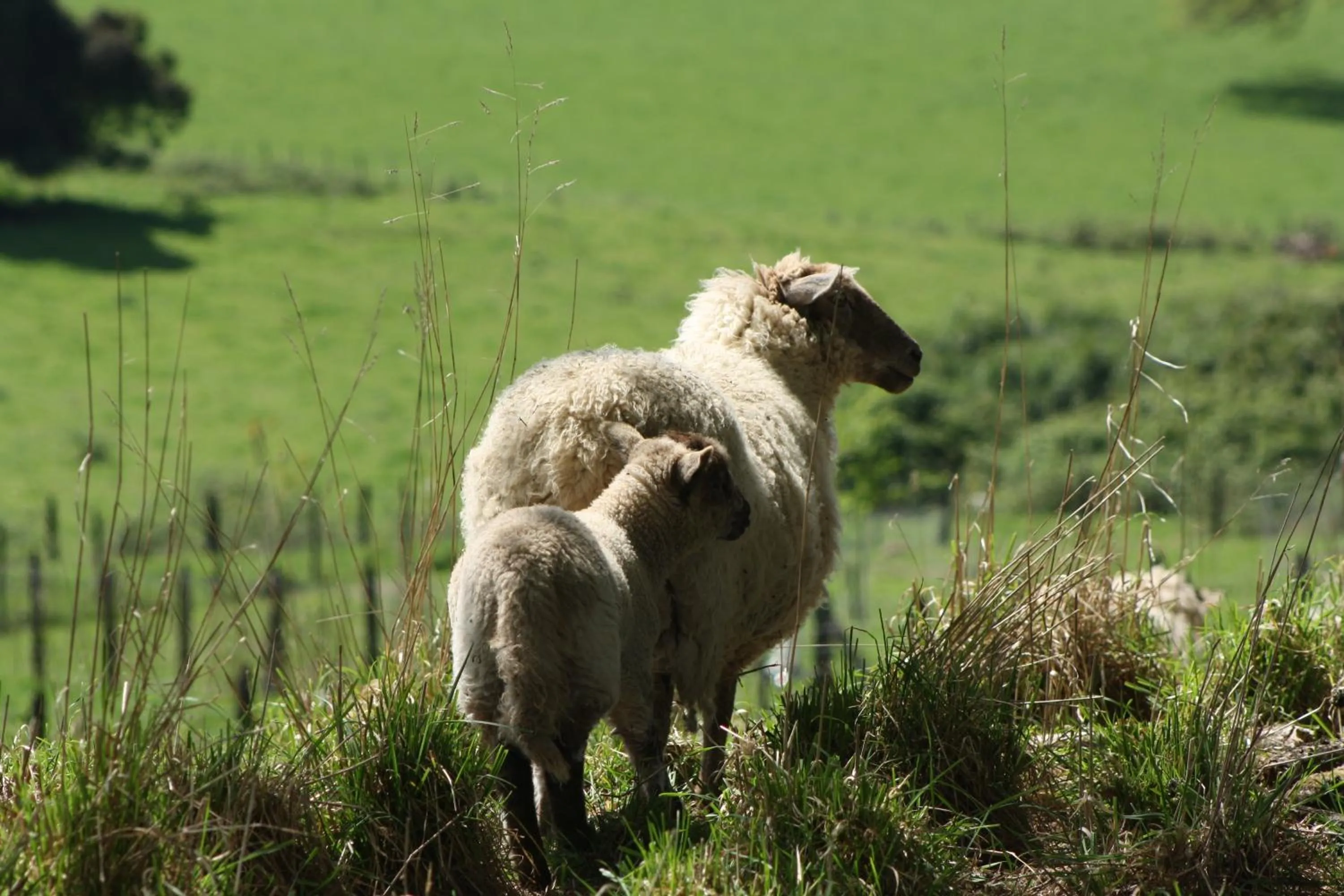 Hotel Serenade de Franz Schubert