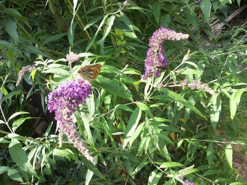 Garden in Gästezimmer Am Hüstert