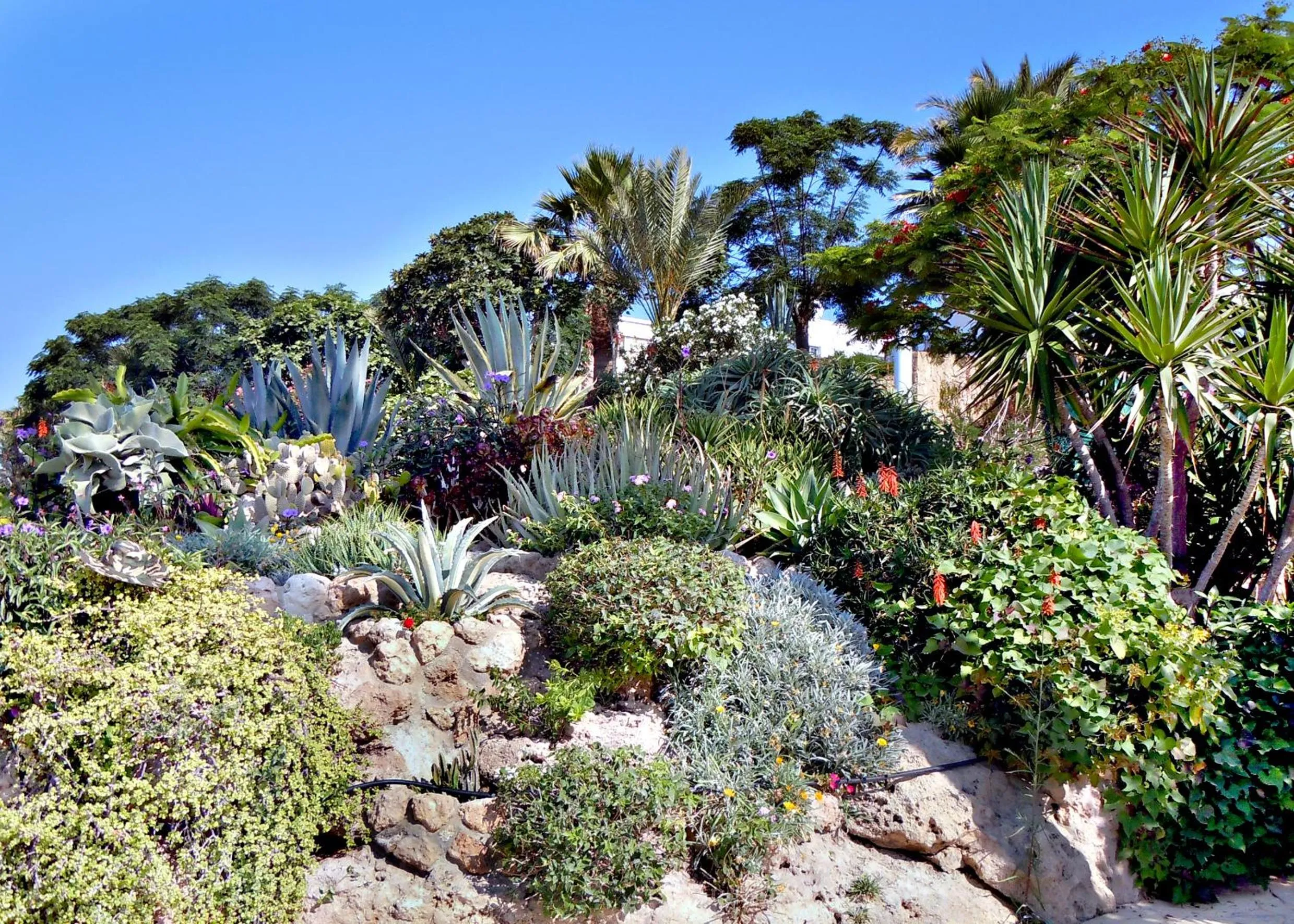 Garden in Rododafni Beach Apartments