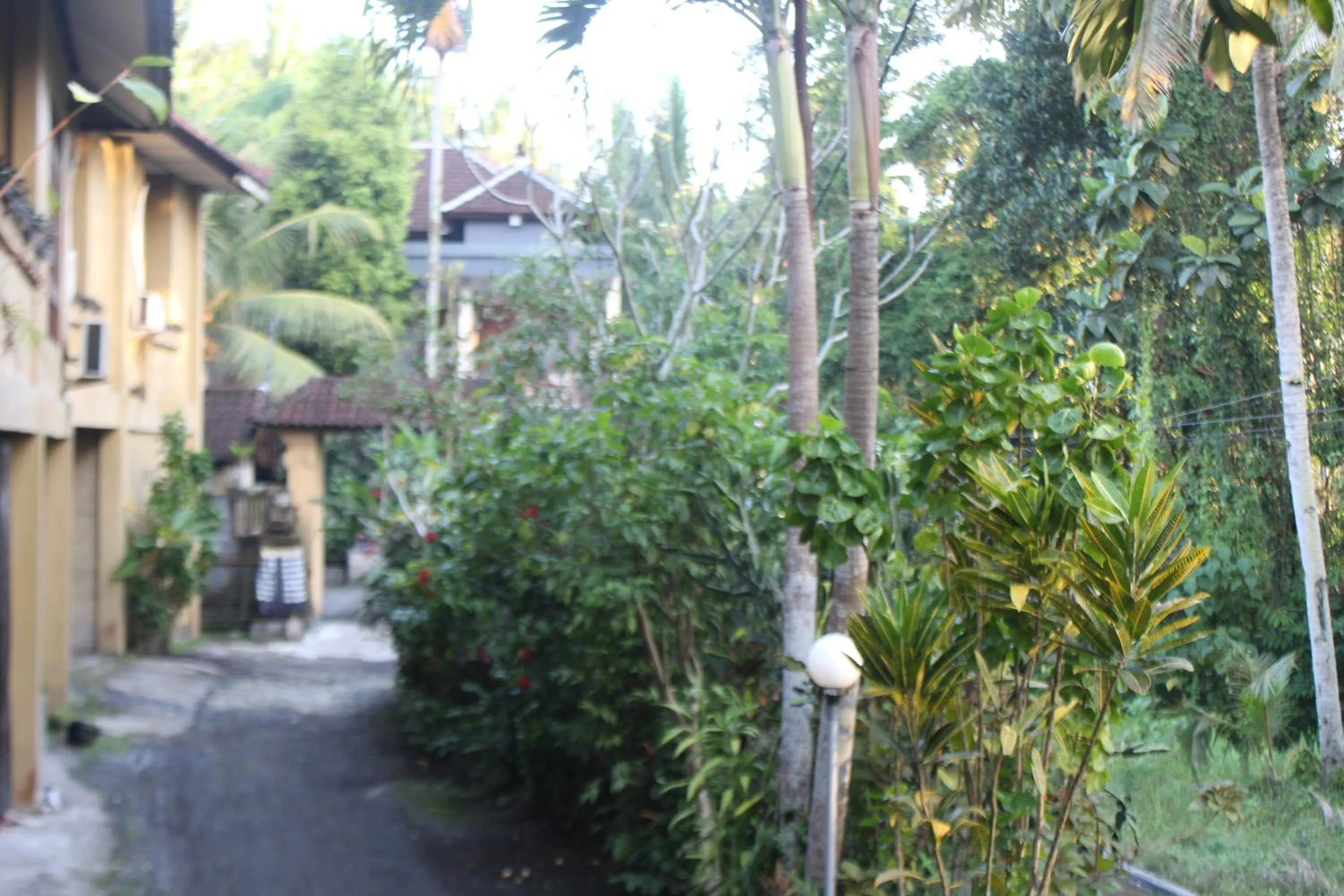 Garden view in Balimas Guest House