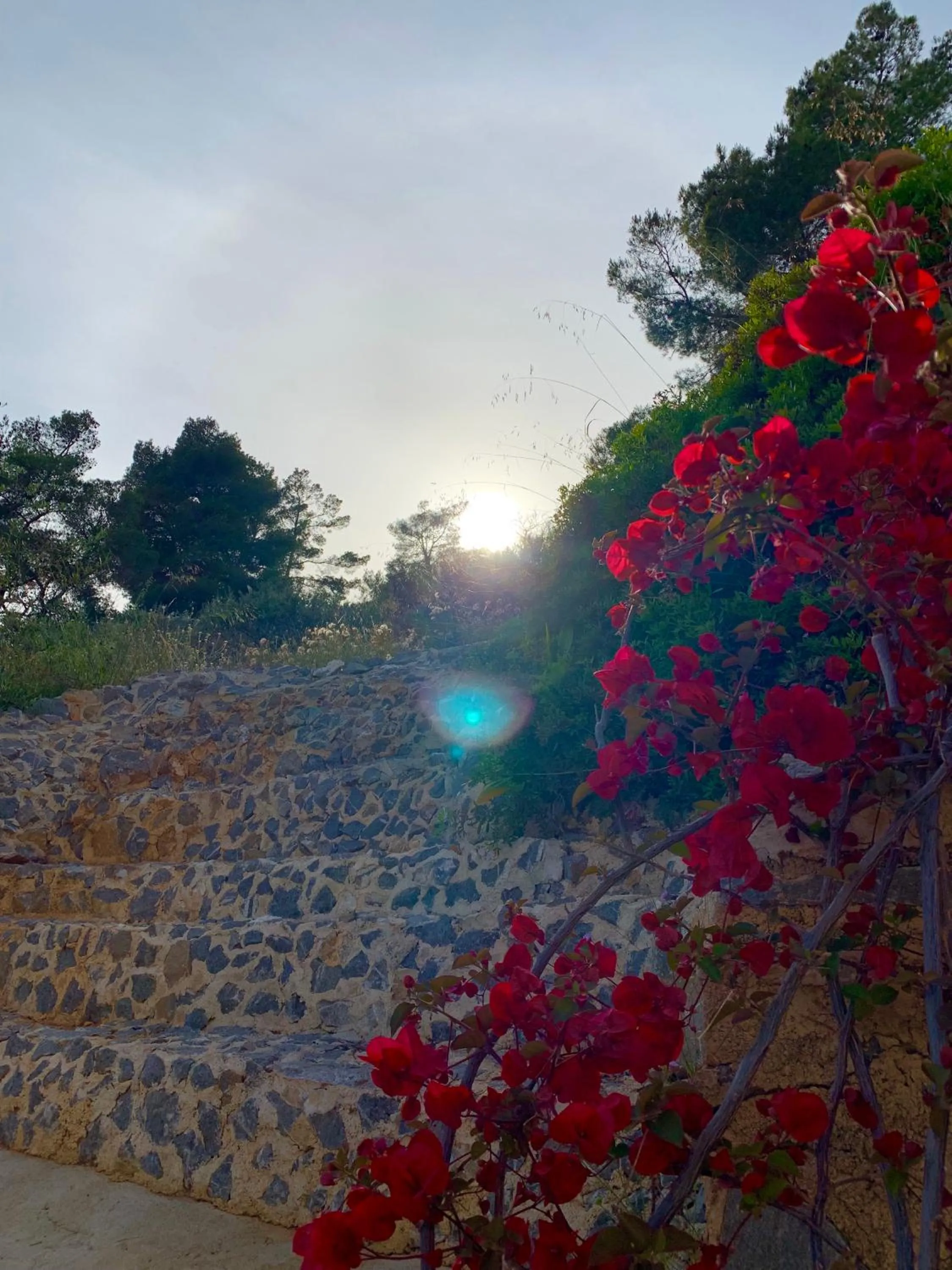 Garden in Fedra Apartments