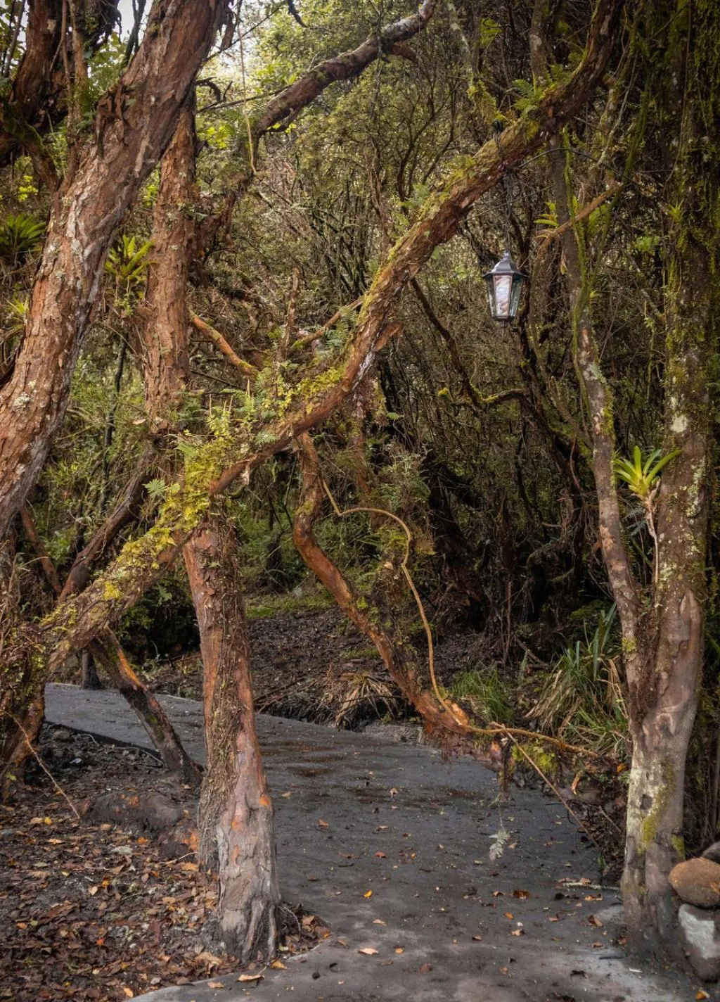 Natural landscape in Hacienda Hostería Dos Chorreras