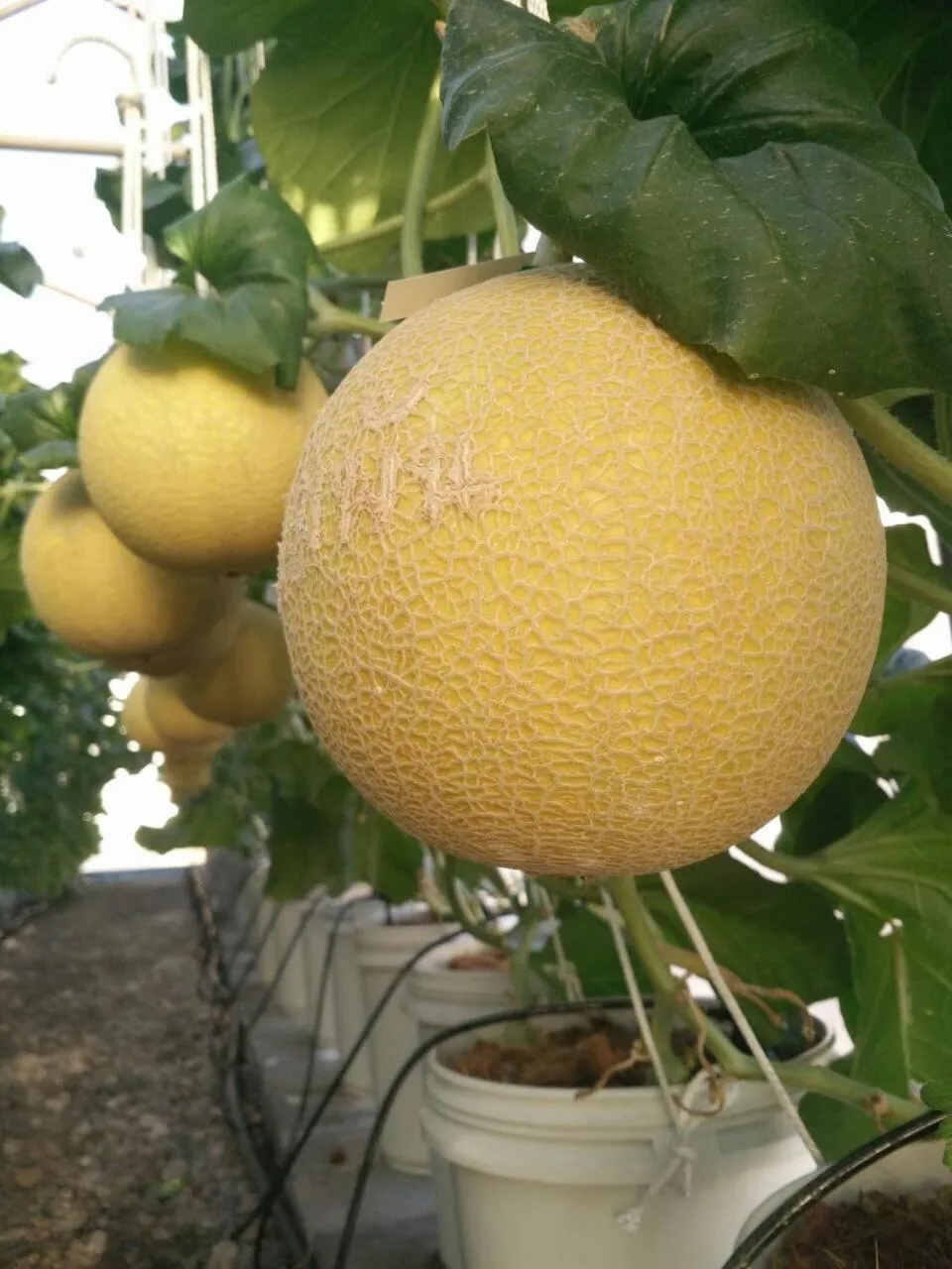 Food in Nest Boutique Resort